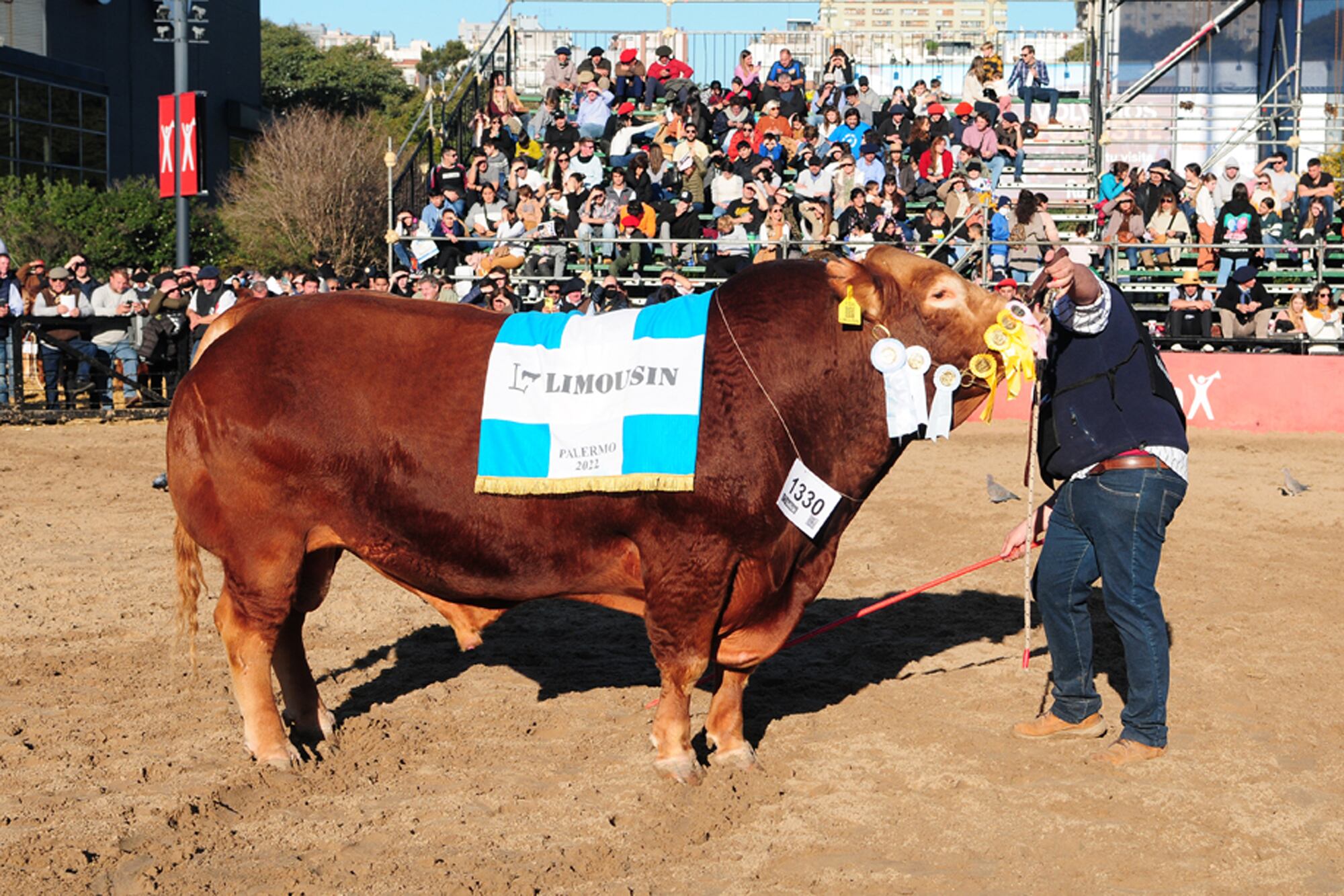 Sobre la pista, el Gran Campeón Macho Limousin, de cabaña La Cotidiana