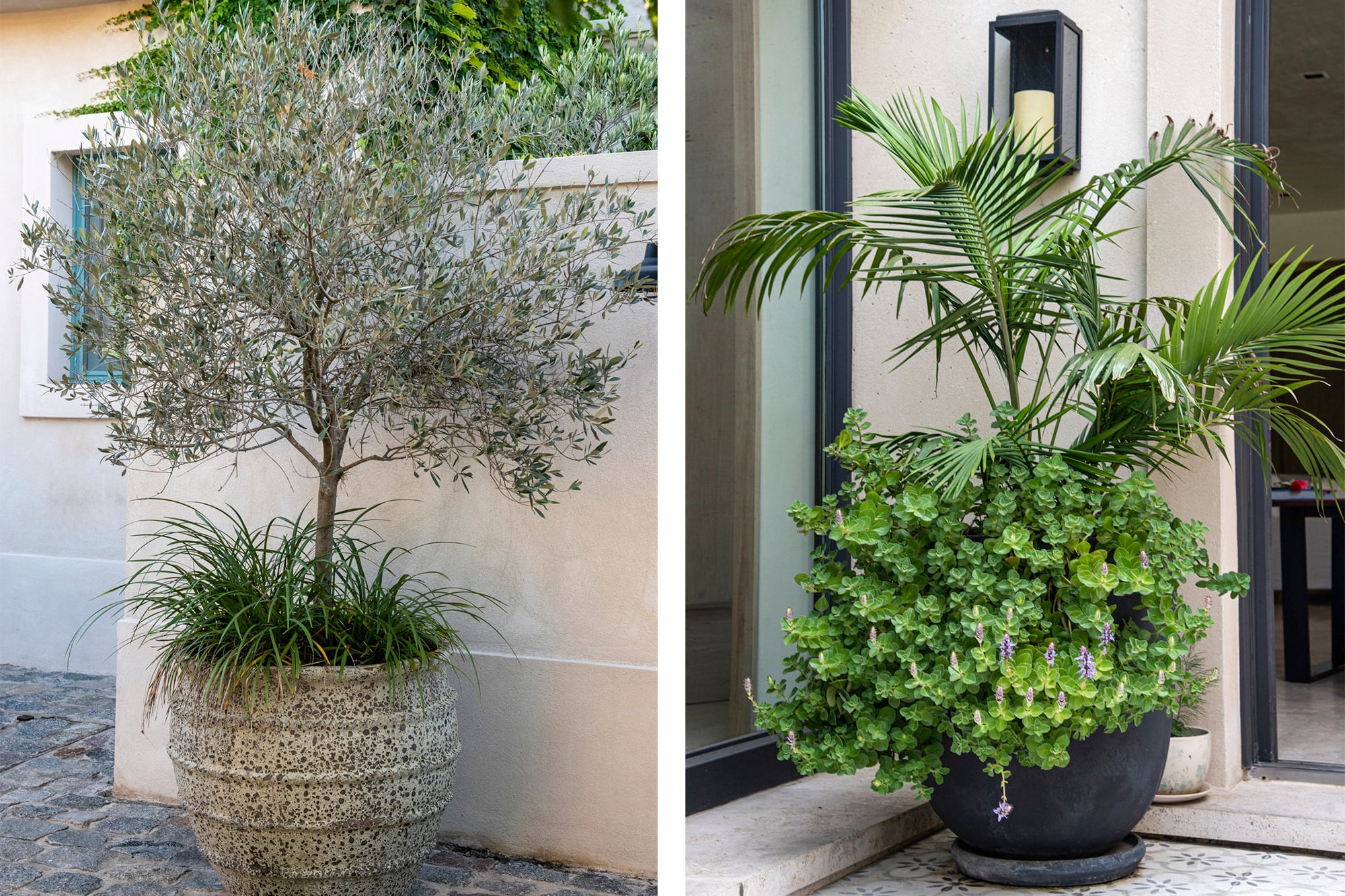 Olivo y Dypsis lutescens, dos especies en tendencia que se adaptan bien al cultivo en interiores