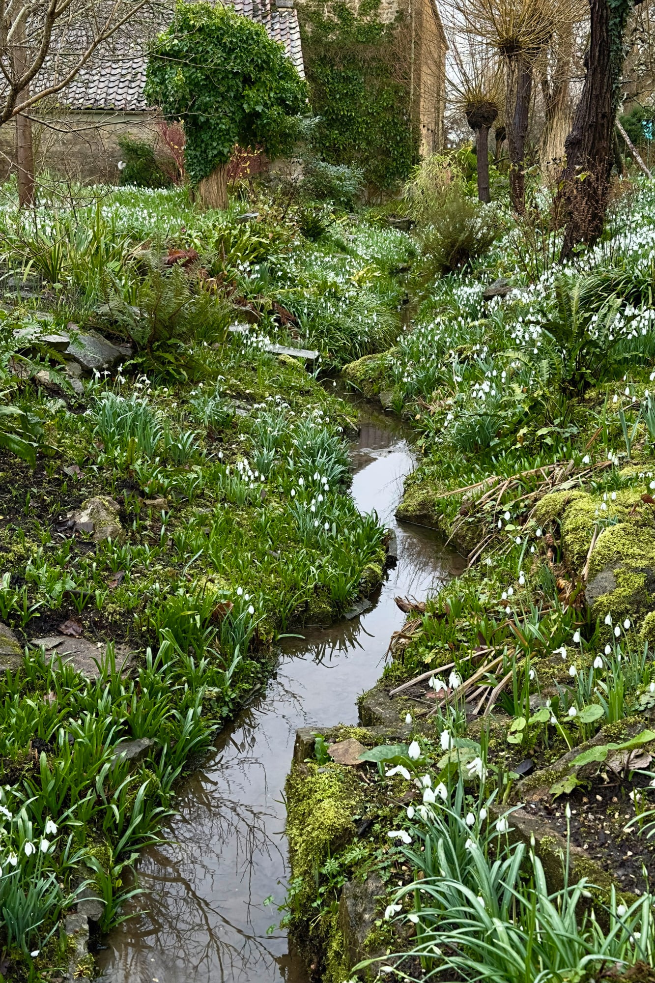 La snowdrop, conocida como campanilla de invierno o Galanthus nivalis, es una de las plantas emblemáticas de East Brook.