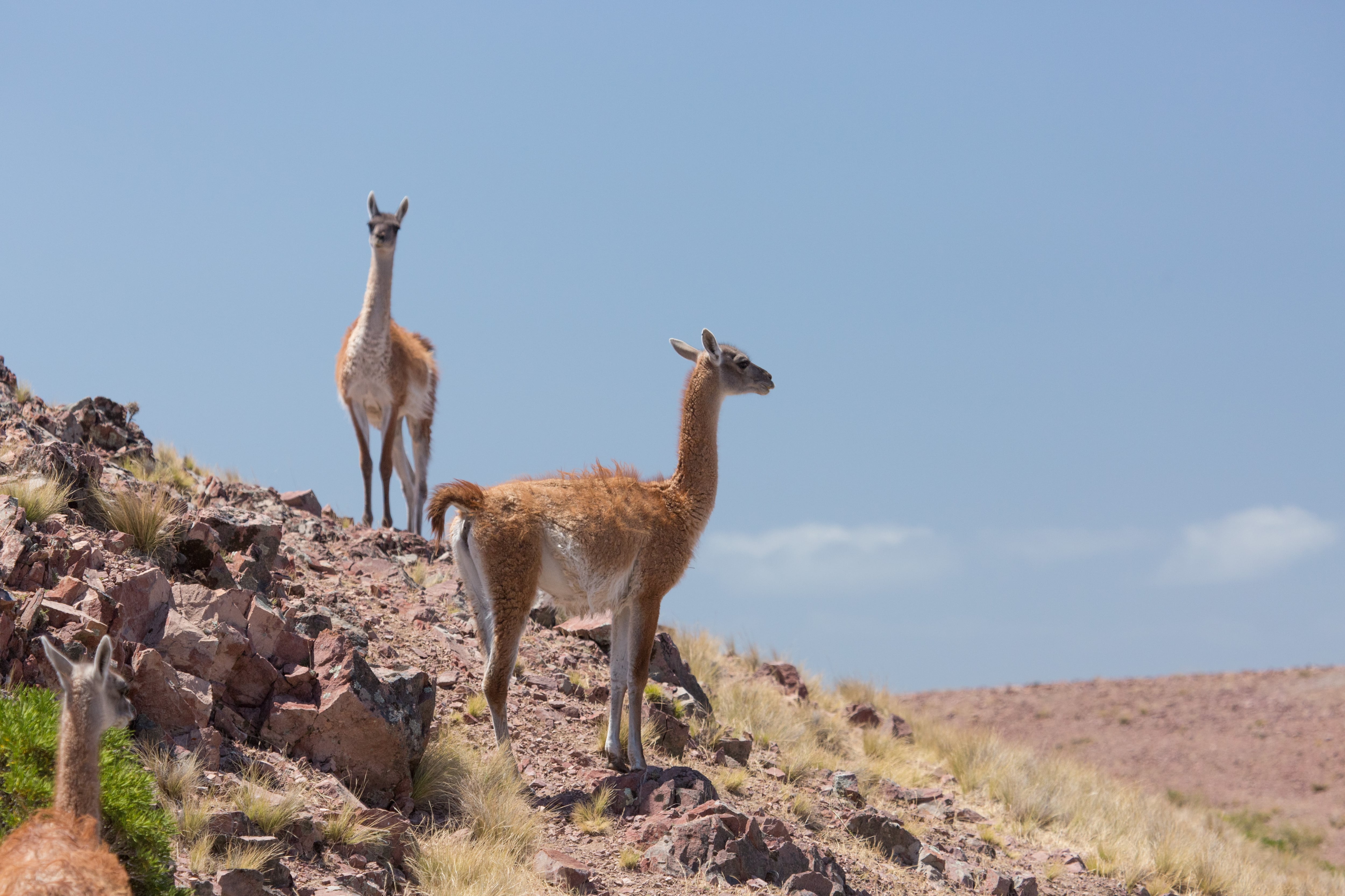 Una provincia impulsa una ley para permitir la venta formal de carne de jabalí, una especie que llegó a una zona muy turística 7 A diferencia del jabalí y el ciervo, el aprovechamiento del guanaco solo se analizará si no compromete la conservación de la especie, según aclaró el Gobierno de Río Negro