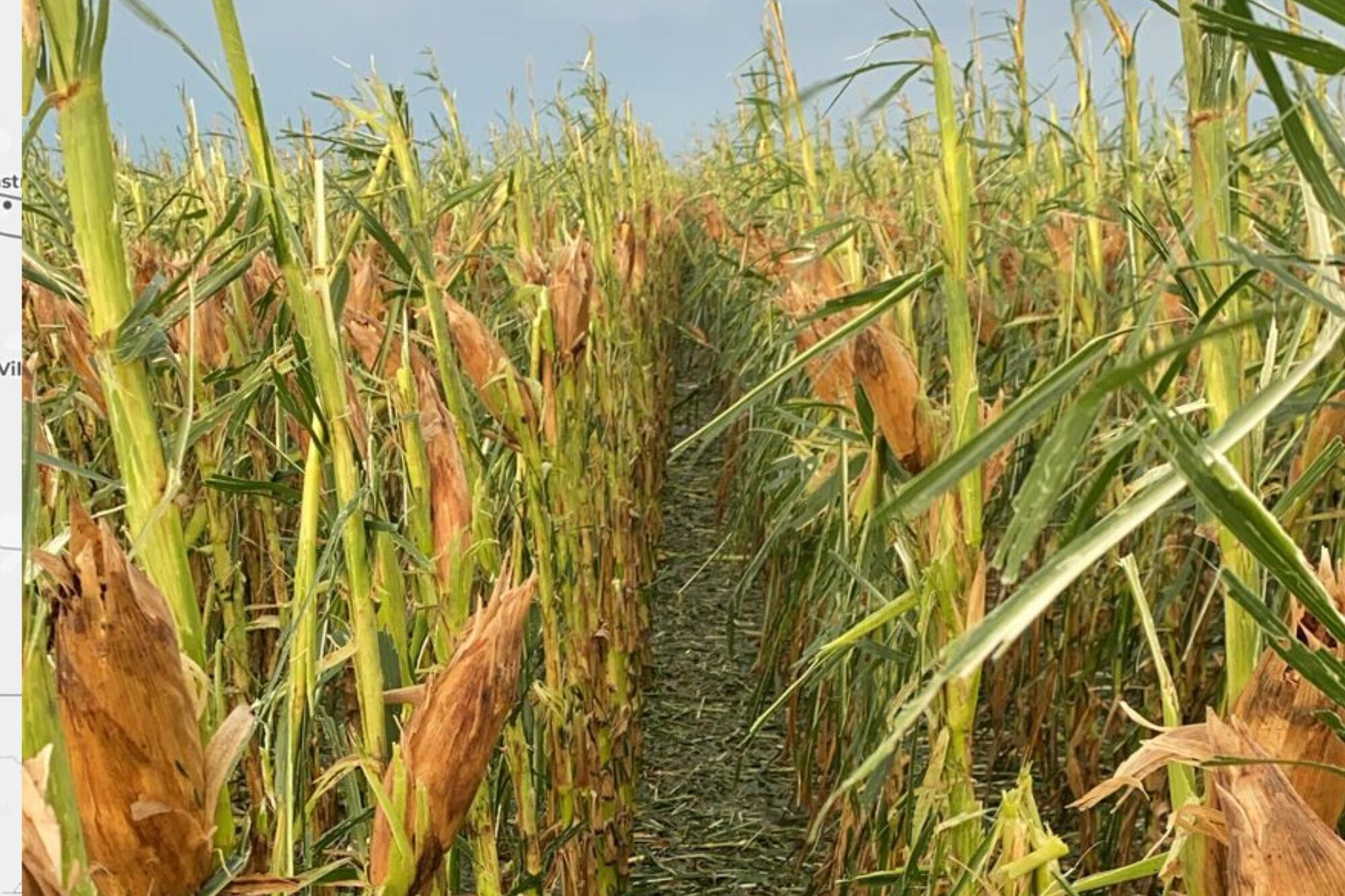El maíz sufrió diversos niveles de daño
