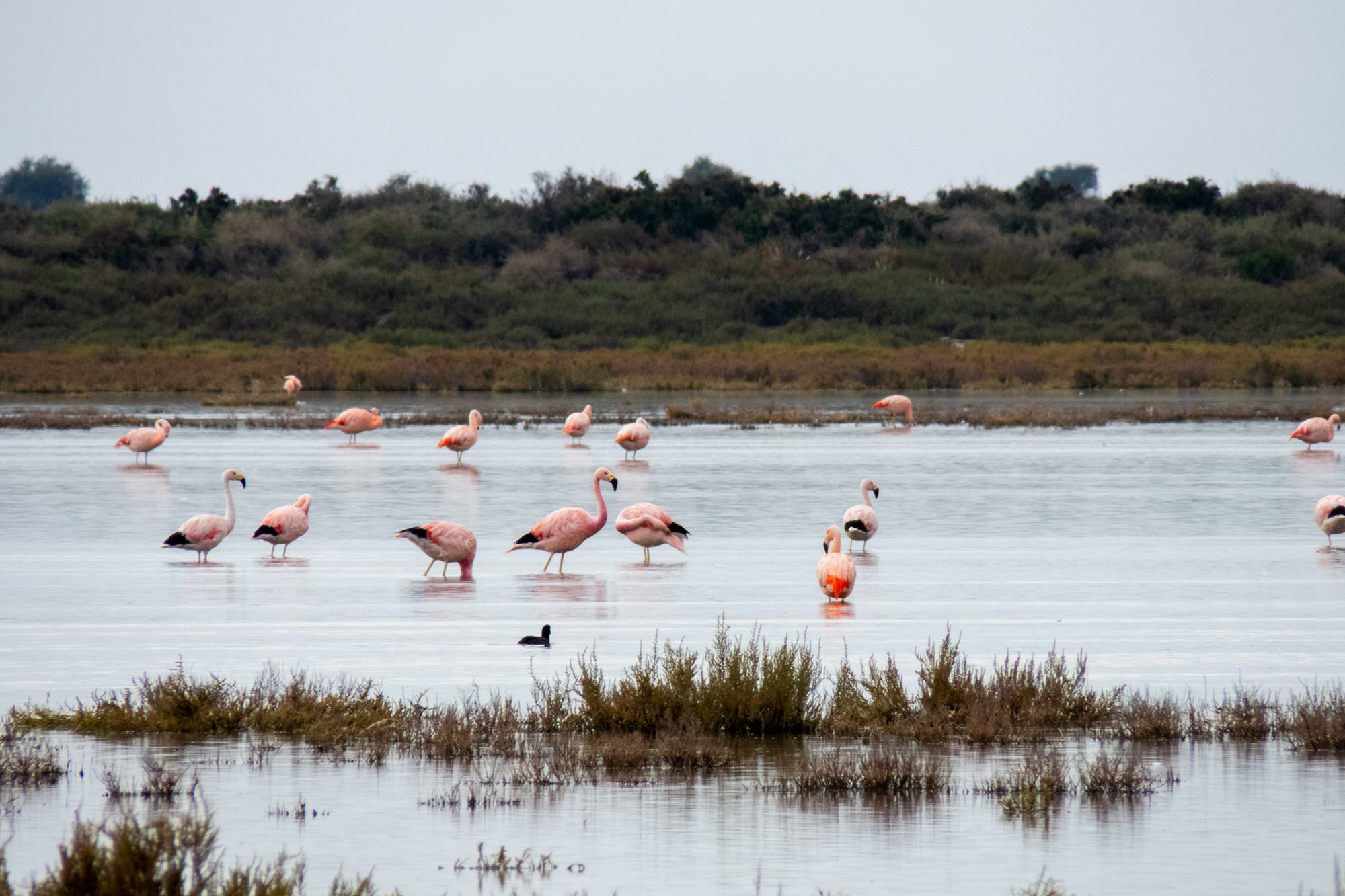 Postales diarias del humedal del Parque Nacional Ansenuza, en Córdoba, donde se protegen la Laguna de Mar Chiquita y los Bañados