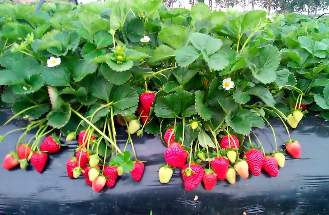 “Trabajamos con cosecha directa, o sea, el cosechero que recolecta ya coloca la fruta de calidad en el envase en el que se va a comercializar, un sistema norteamericano que implementamos nosotros. Sabemos lo que estamos produciendo por eso tenemos un cuidado especial y trabajamos con inocuidad”, explica Ordener Melideo Alegre