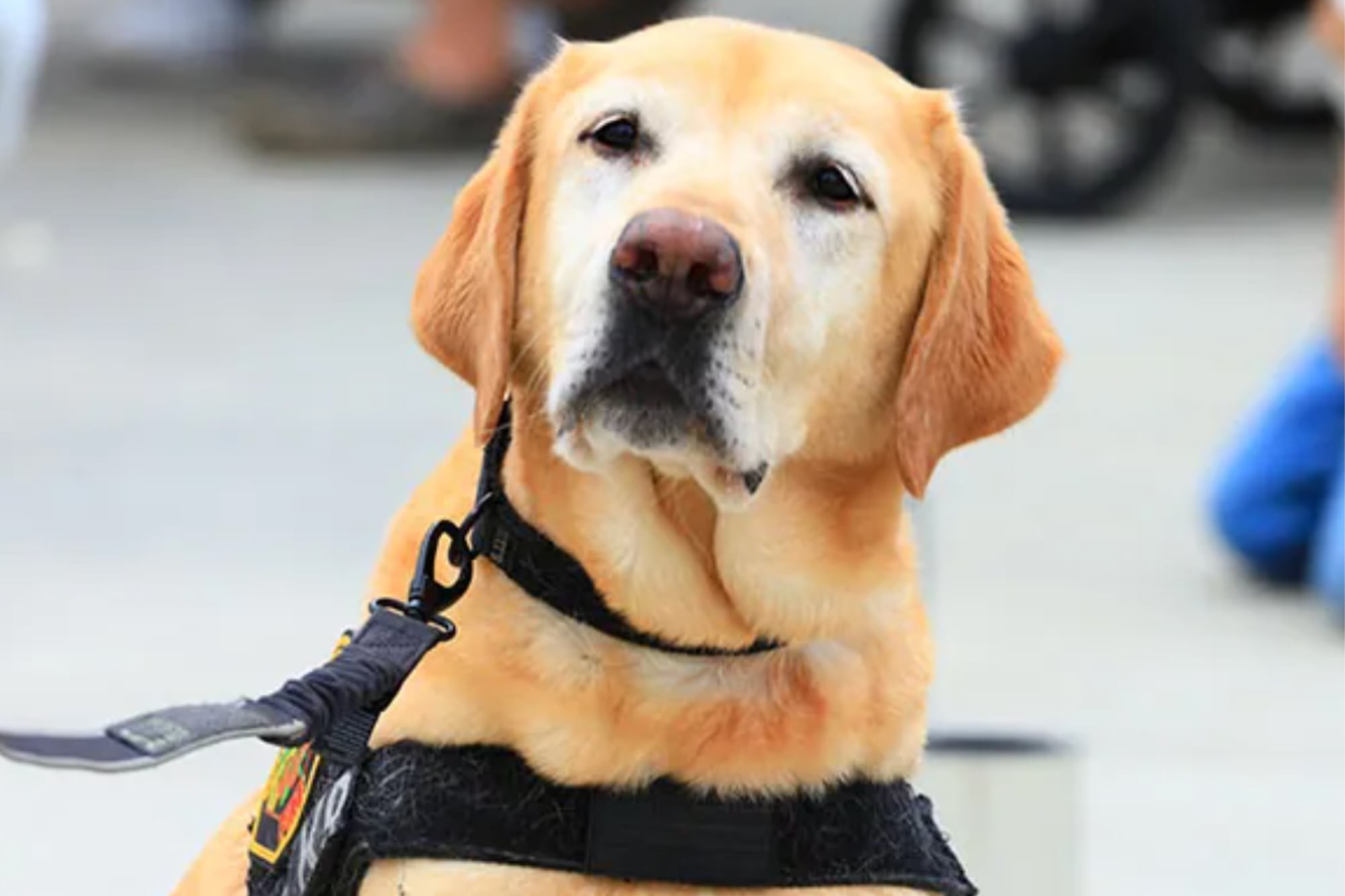 La historia de Freedom: fue criado por presos, ayudó a combatir incendios en California y ahora lo adoptó una familia