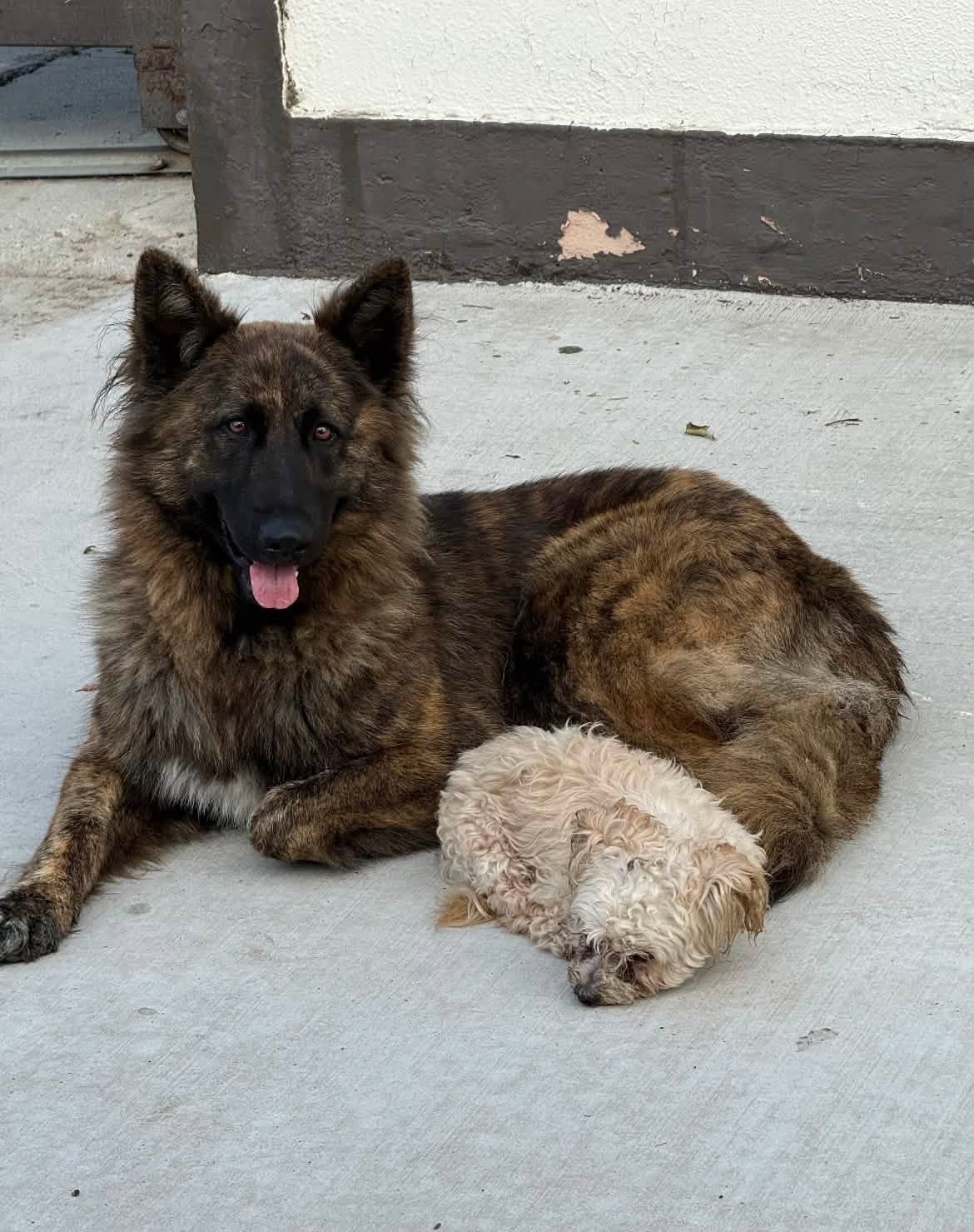 Nova y Benji juntos después del rescate
