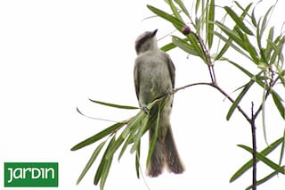 Cuáles son las aves que podés atraer a tu jardín, cómo lograrlo y quiénes se benefician