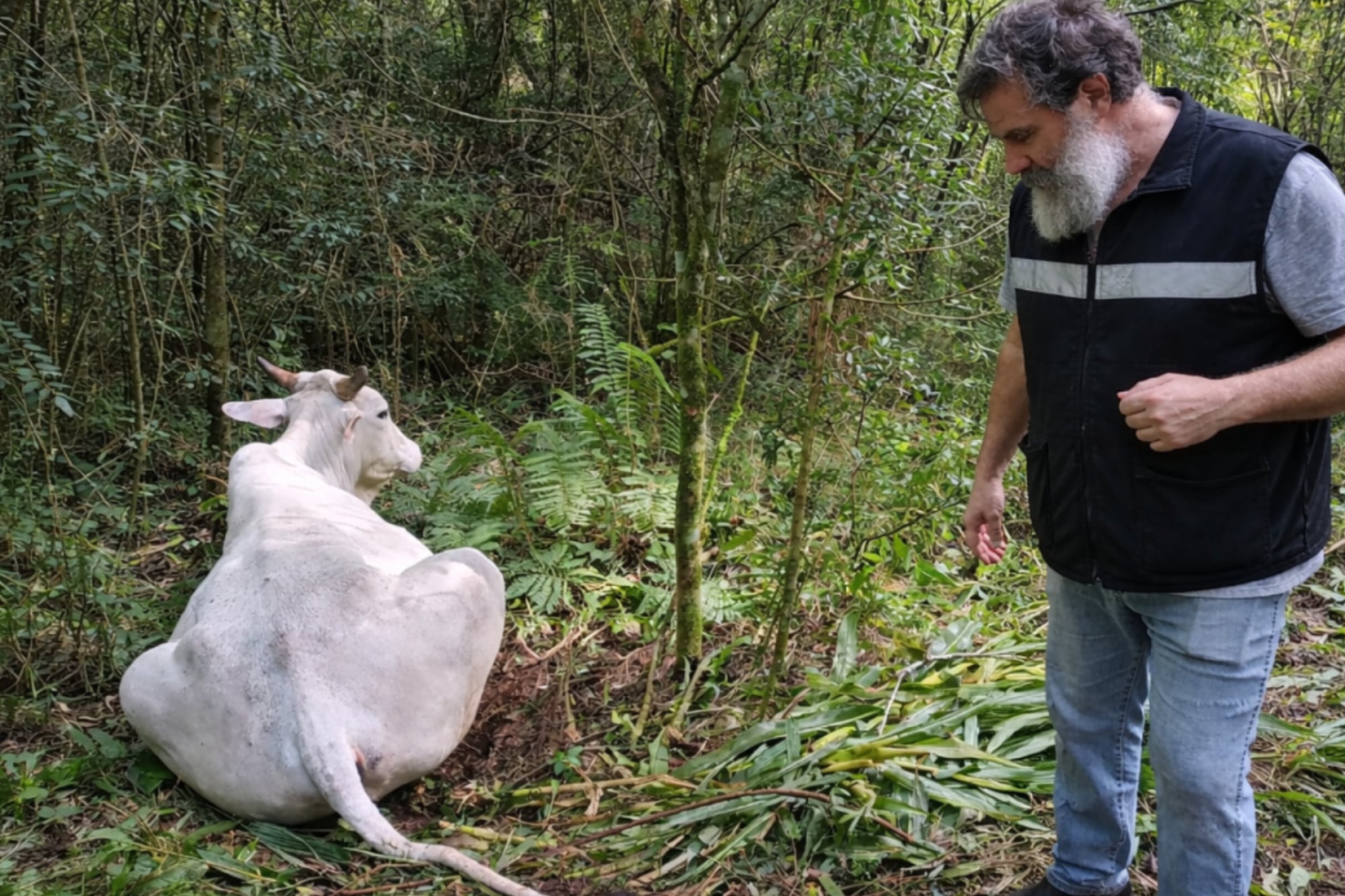 Vampiros: confirmaron dos casos de rabia paresiante en bovinos y el Senasa recomendó qué hacer 5 El Senasa recomienda vacunar y revacunar el ganado a los 20 días posteriores a la primera dosis y, de ser posible, aplicar una nueva dosis al año
