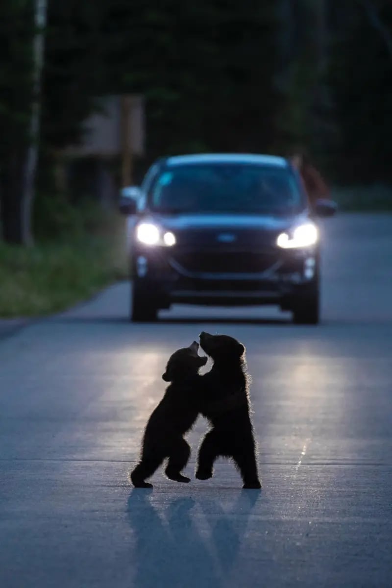 Dos oseznos jugando a pelear en medio de una carretera