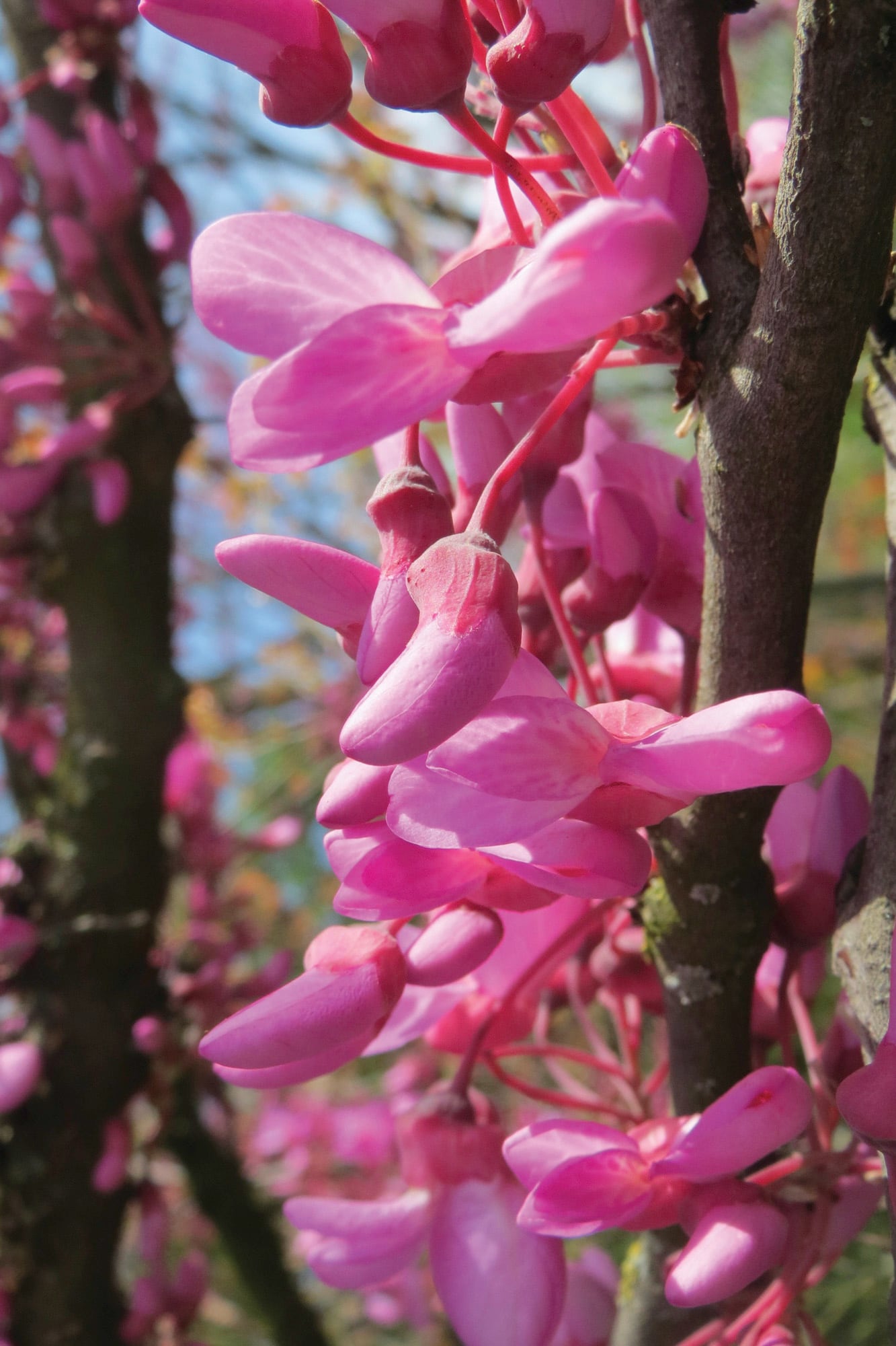 Flores antes que hojas: el árbol del amor anuncia la primavera desde sus ramas desnudas