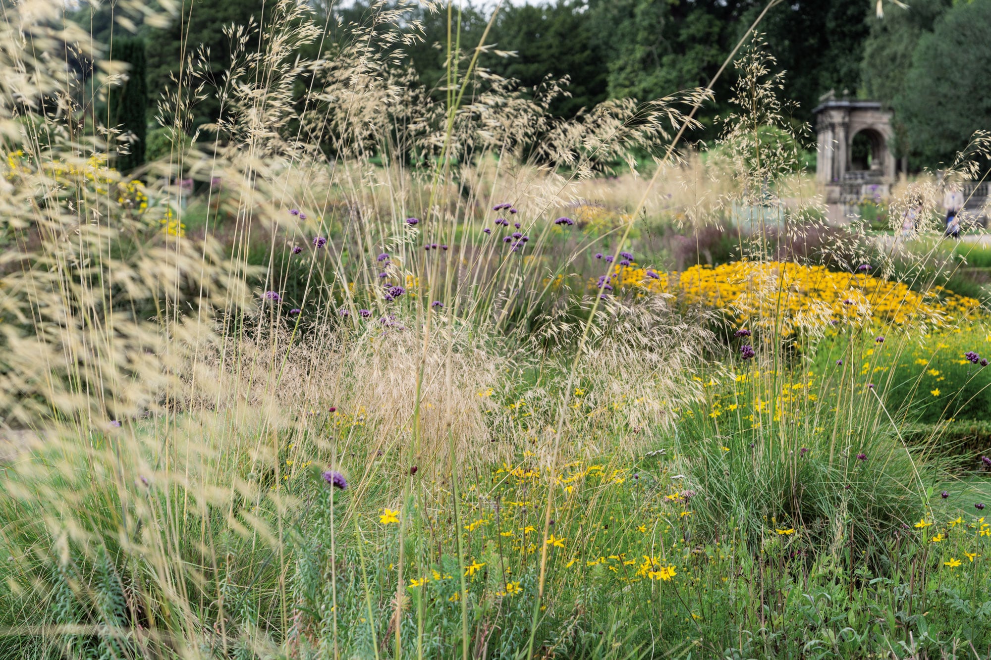 Stipa gigantea enciende sus varas doradas con el sol del atardecer