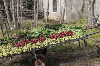 Colonia Jáuregui: cómo se organizaron para producir verduras agroecológicas