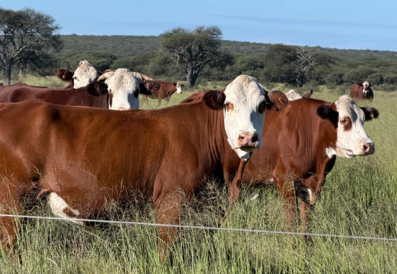 El sistema de ganaderÃa regenerativa aplicado en el establecimiento se basa en un pastoreo rotativo, con alta carga instantánea por lote y prolongados perÃodos de descanso