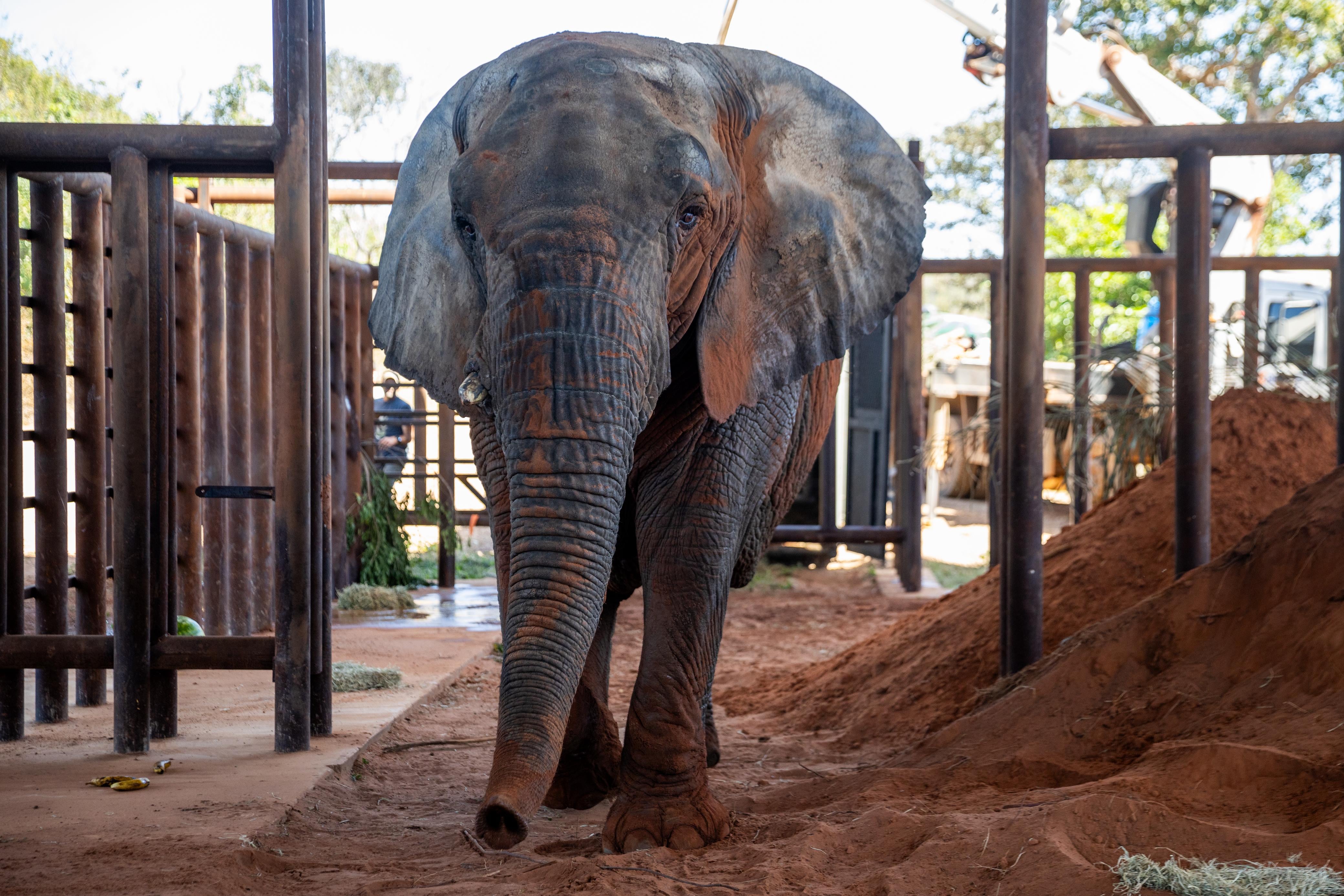 “El impacto del cautiverio”: revelan el informe preliminar de la muerte de Kenya, la elefanta que había llegado a Brasil desde Mendoza