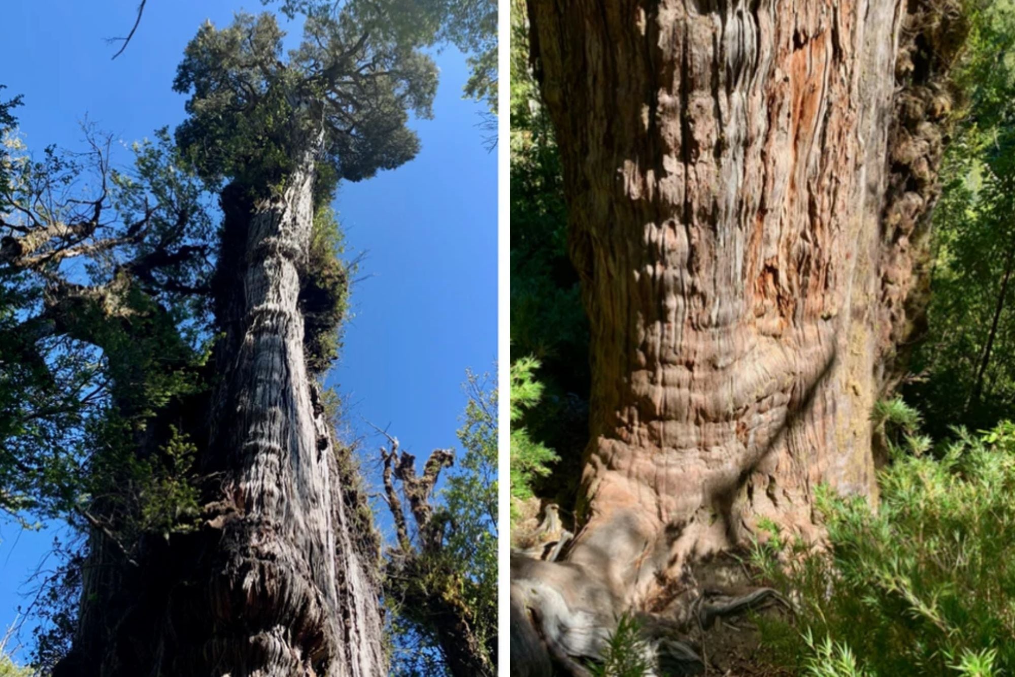 El Alerce Abuelo fue el foco principal del estudio