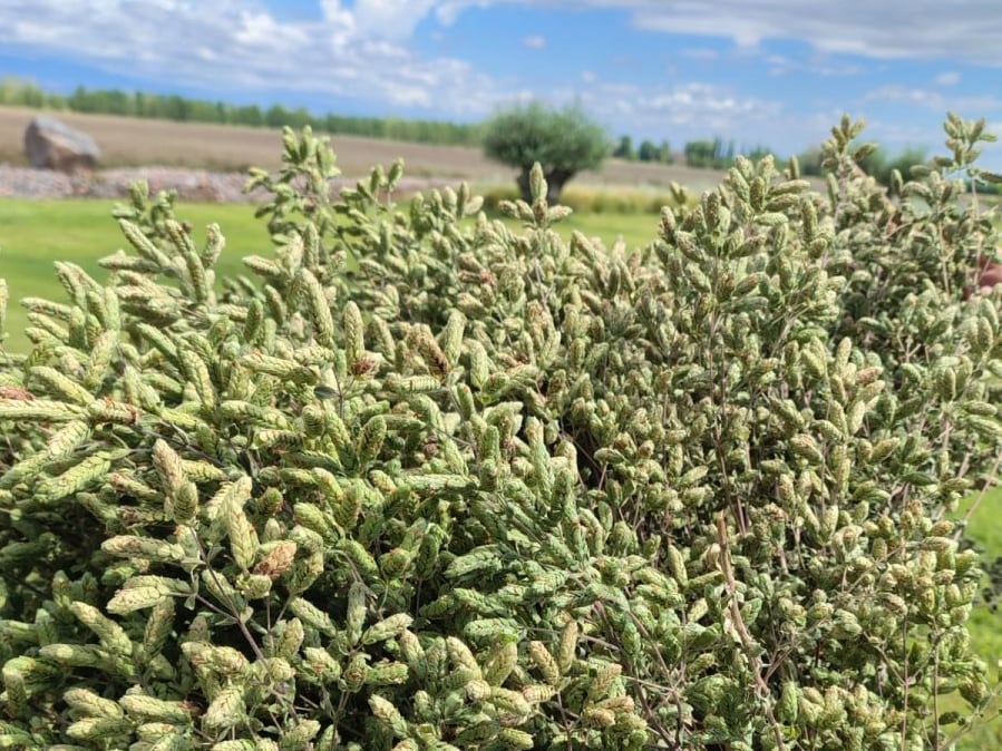 "El mejor del mundo": se duplicaron las exportaciones, a 600.000 kilos, de un cultivo milenario que es sensación