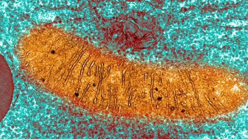 Una imagen de una mitocondria tomada con un microscopio: hay hasta medio millón en un óvulo fecundado