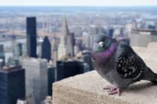 Nueva York y las palomas: una pasión contradictoria