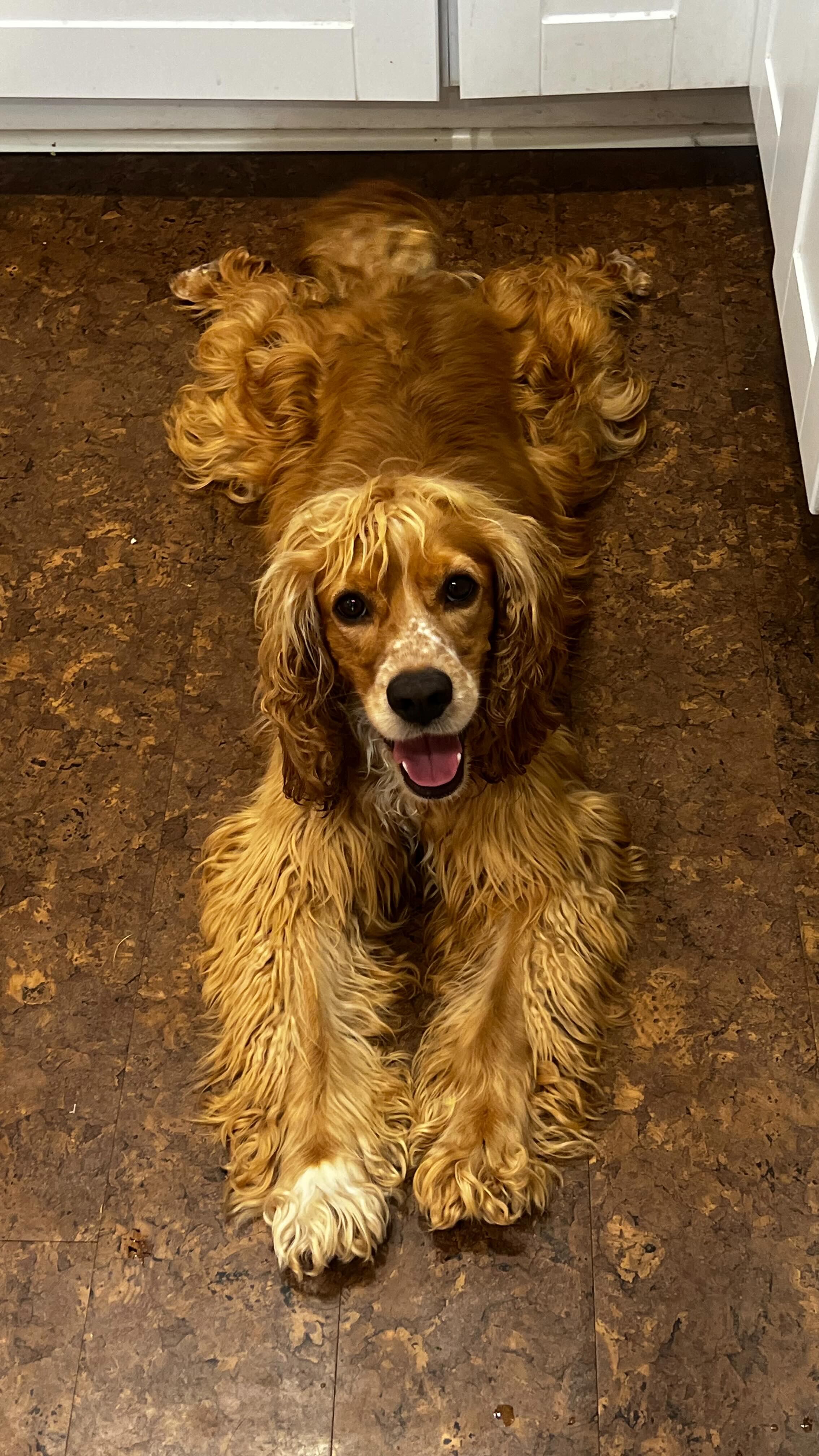 Los perros y gatos son más vulnerables al calor que los humanos debido a la falta de glándulas sudoríparas.