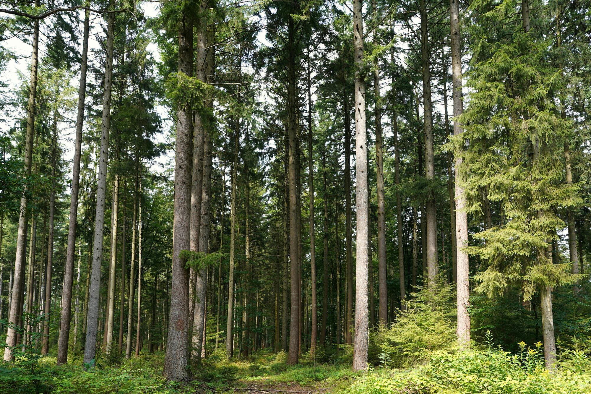 Descubrieron la misteriosa razón por la cual los árboles en Finlandia tienen oro en su interior