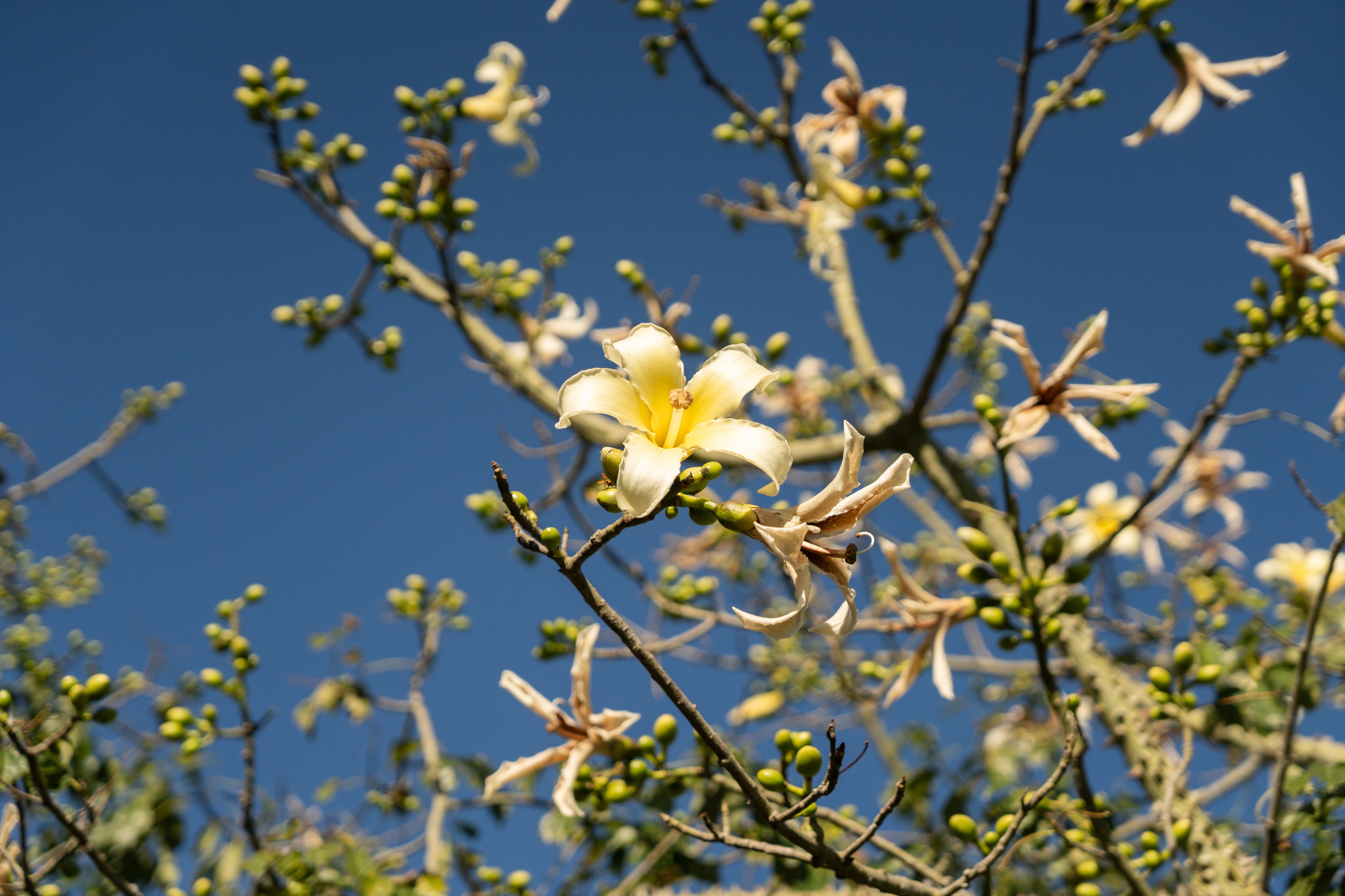 Palo borracho amarillo en flor.