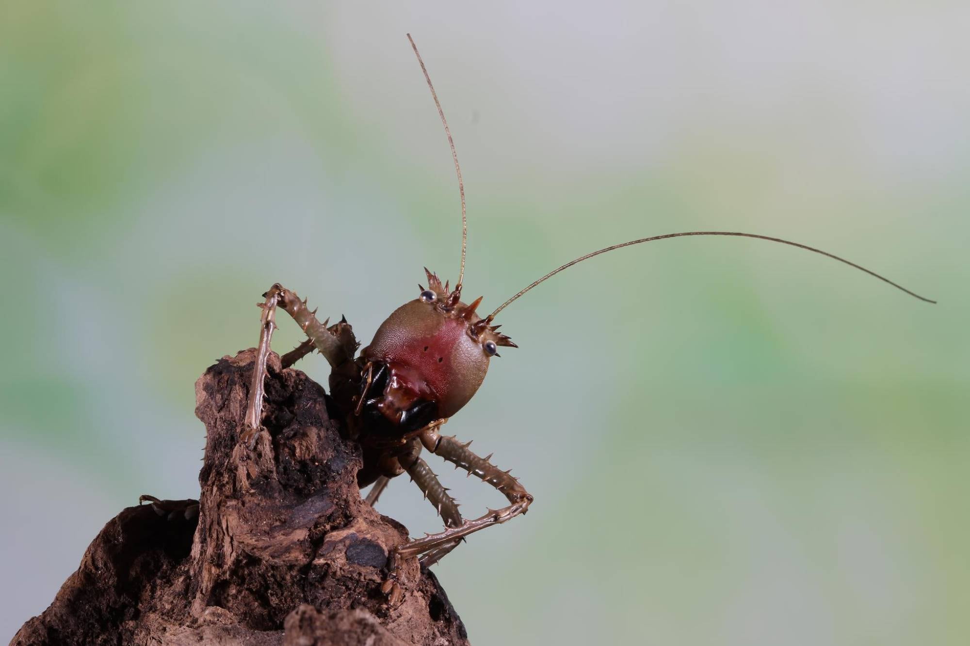Estas peligrosas hormigas venenosas con una picadura mortal invaden EE.UU.: hay 20 estados afectados