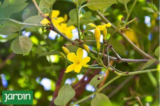 Todo sobre jazmines para elegir el que mejor va en tu lugar