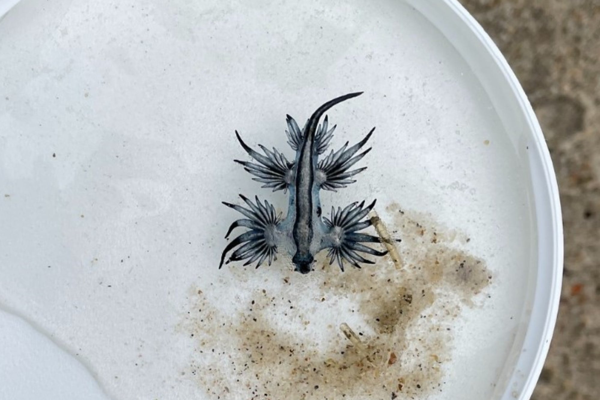 Pequeños dragones azules marinos venenosos en las playas de Texas