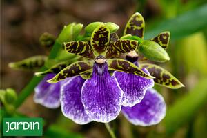 Tres orquídeas que huelen increíble (incluso a chocolate) y florecen en invierno