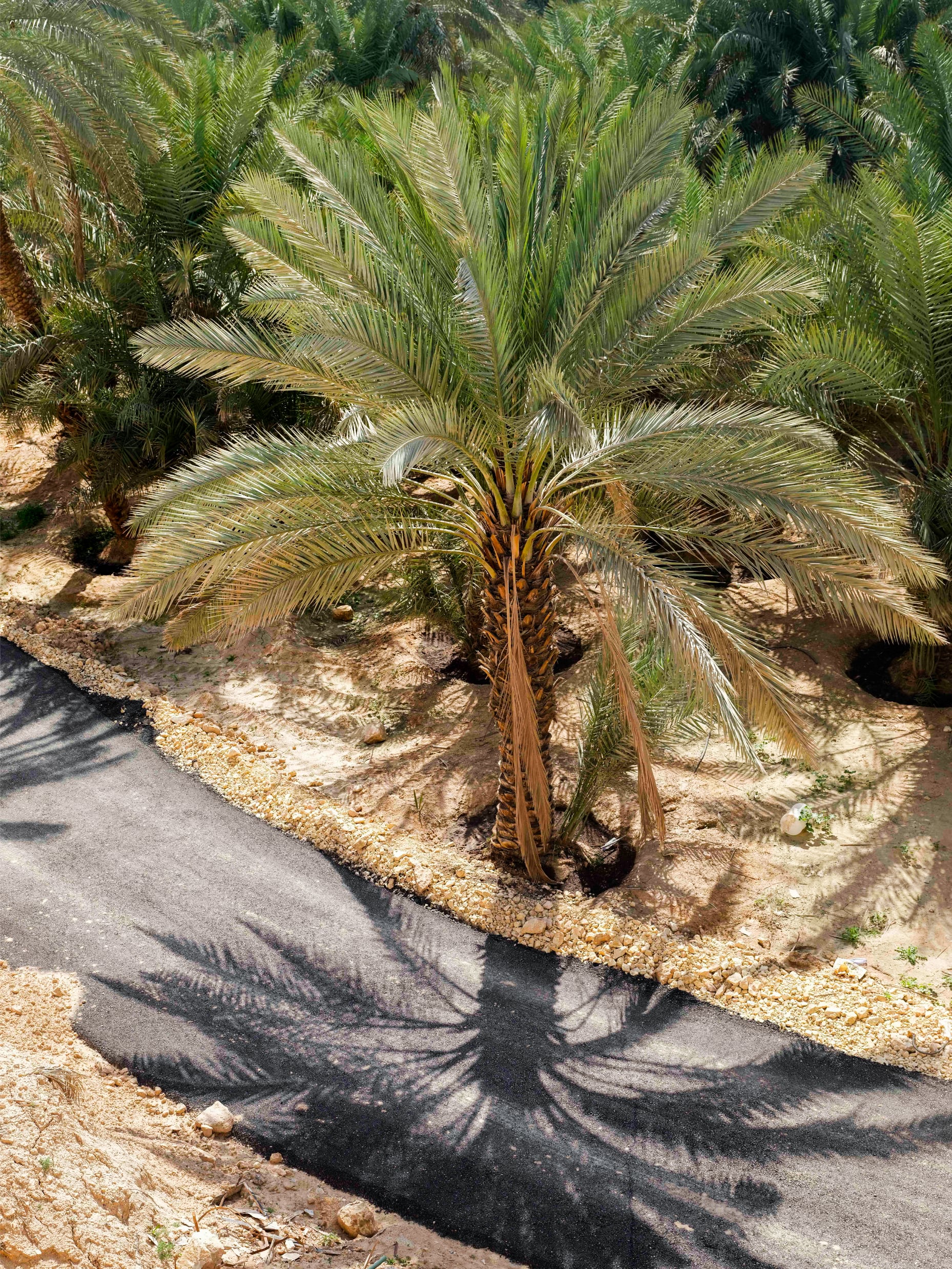 Palmera datilera.