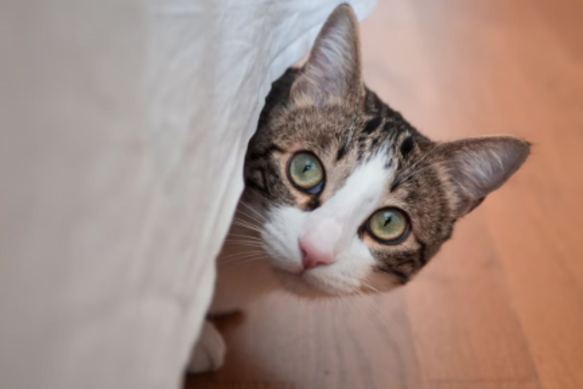 Qué significa que tu gato se esconda debajo de la cama, según veterinarios