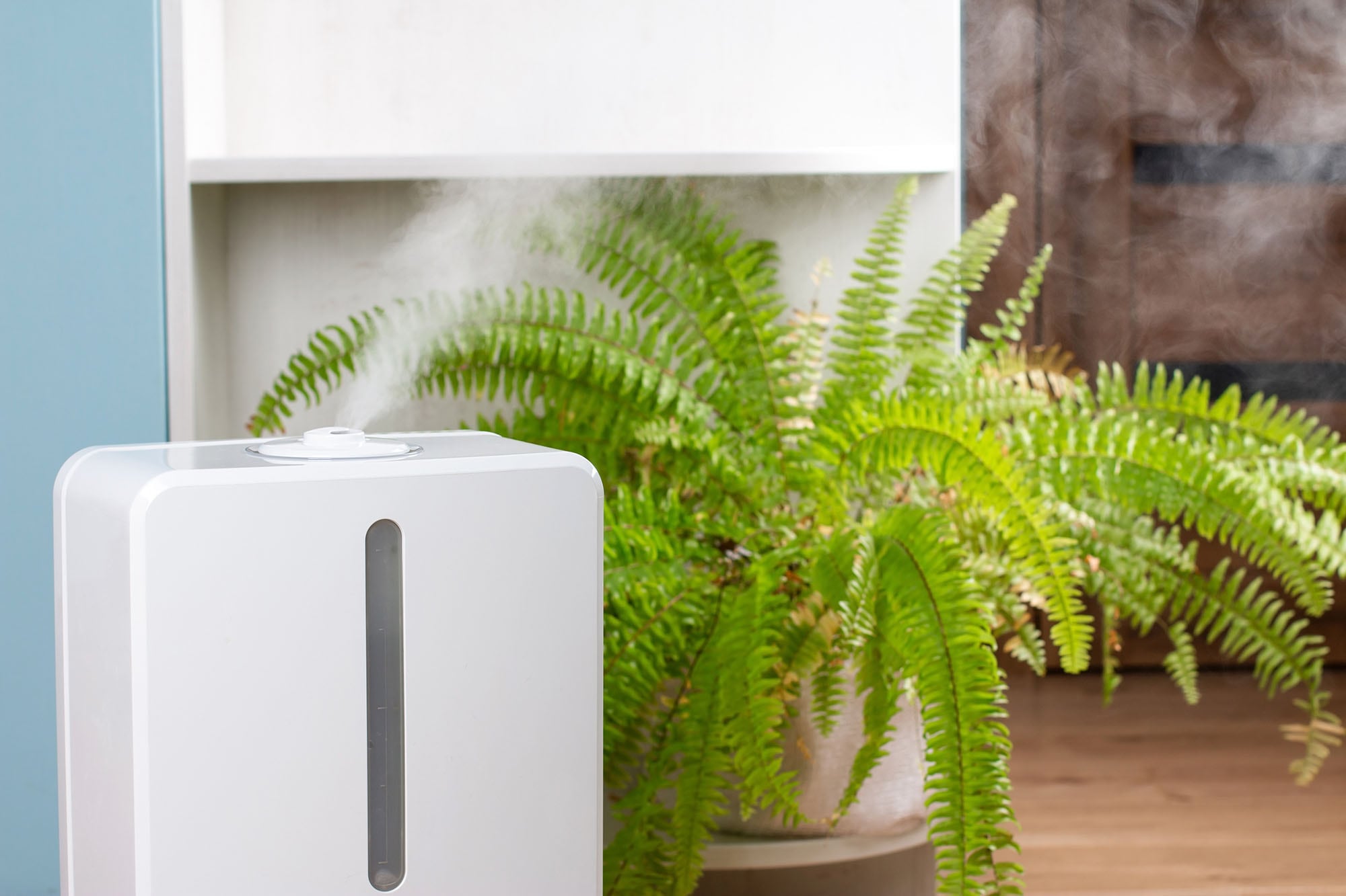 Los humidificadores inteligentes son útiles para plantas tropicales