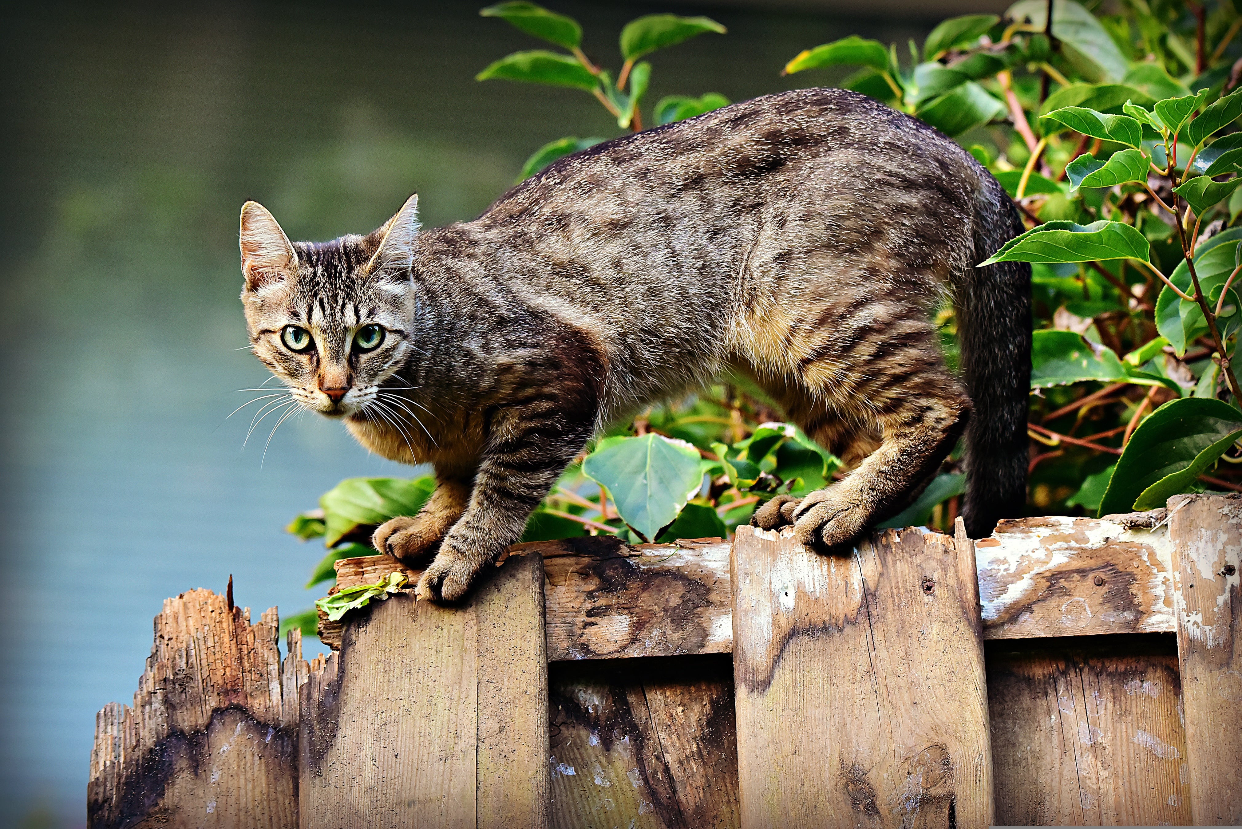 Los gatos callejeros se enfrentan a muchos problemas como los vehículos, la posibilidad de perderse o incluso los ataques de otros animales