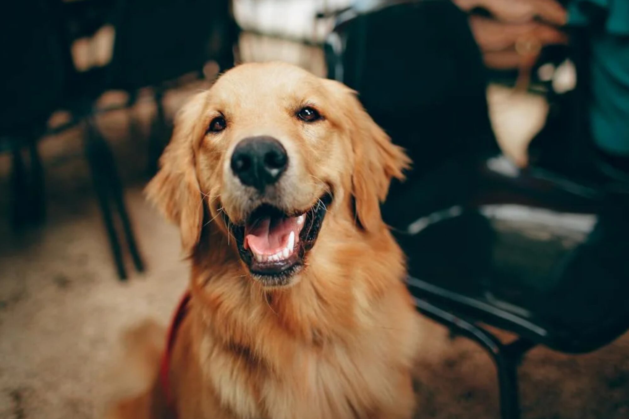 Es importante elegir un momento tranquilo para el cepillado