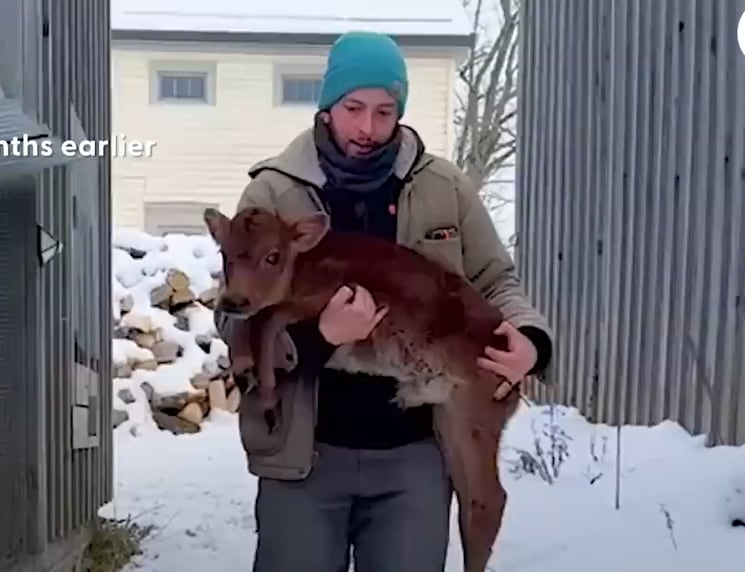Lo rescataron cuando apenas era un bebé, creció con dos amigos muy diferentes y después de un tiempo volvió a ser feliz