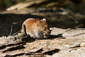 Confirmaron la cuarta muerte por hantavirus en Chubut