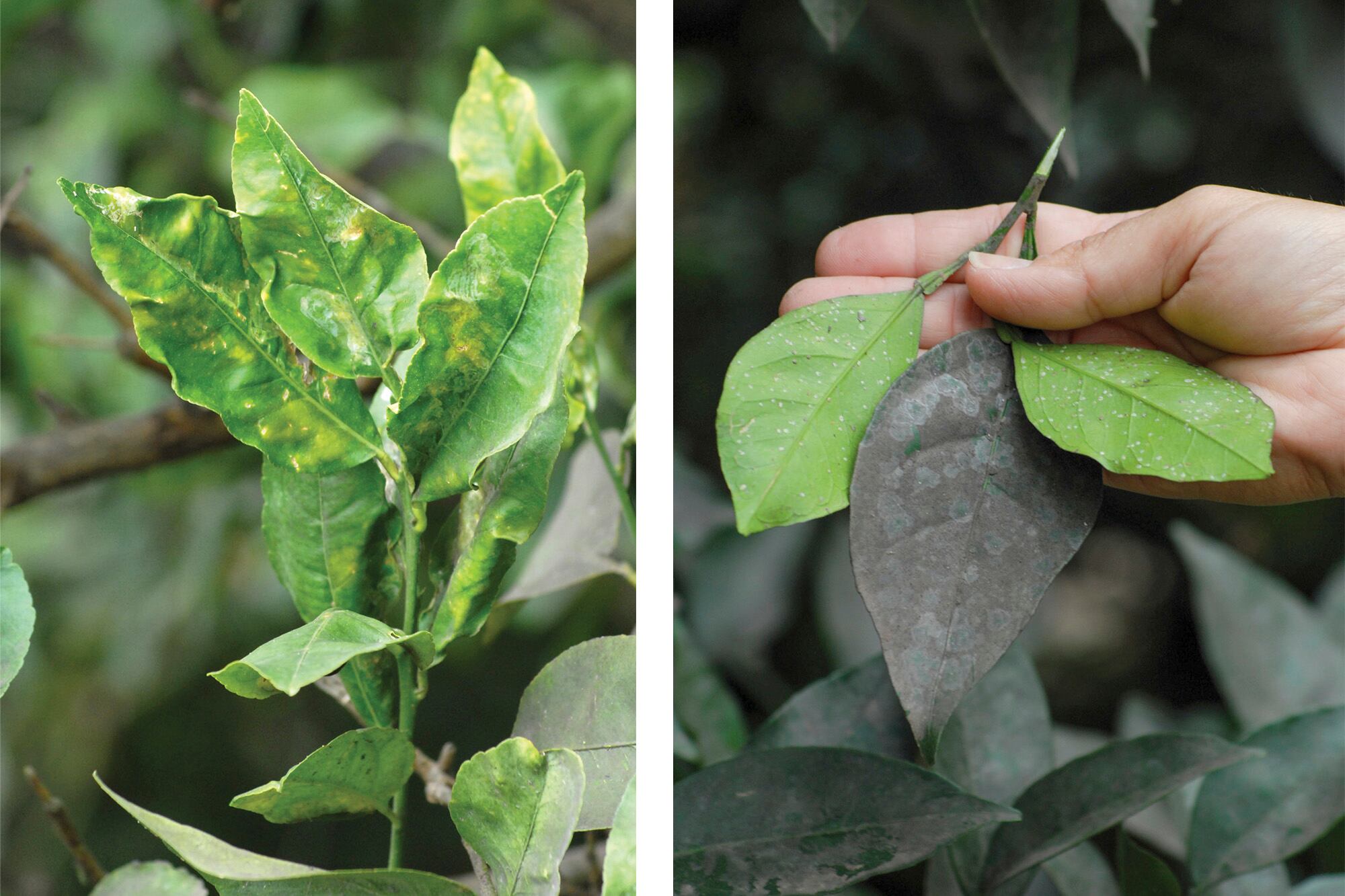Es importante que las plantas no presenten deformaciones o puntos pegajosos, ya que pueden indicar la presencia de plagas como pulgones o cochinillas