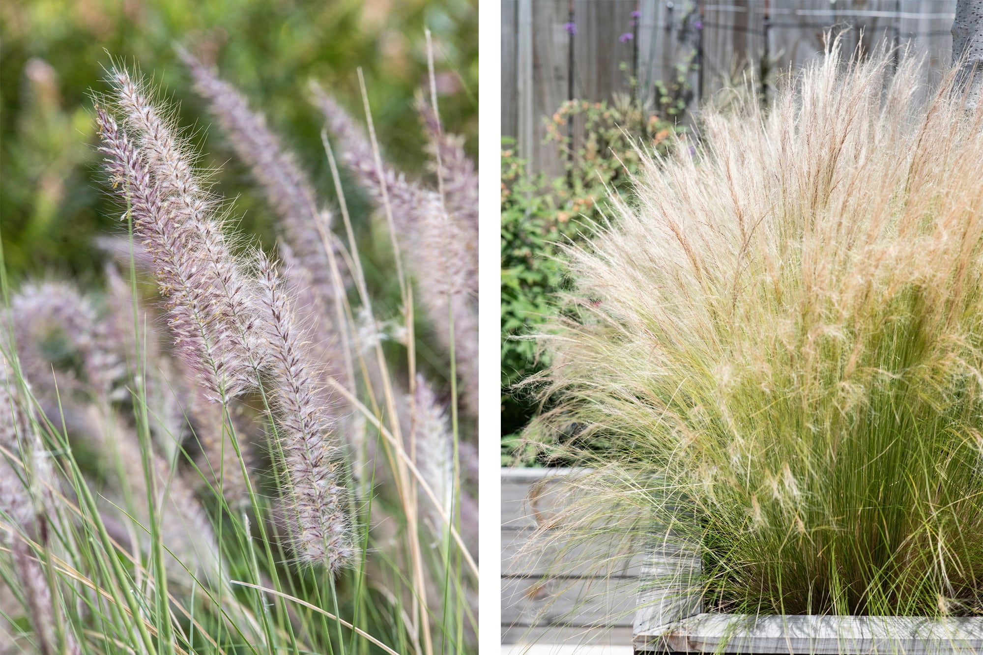 Pennisetum alopecuroides (izquierda) y Nassella tenuissima (derecha)