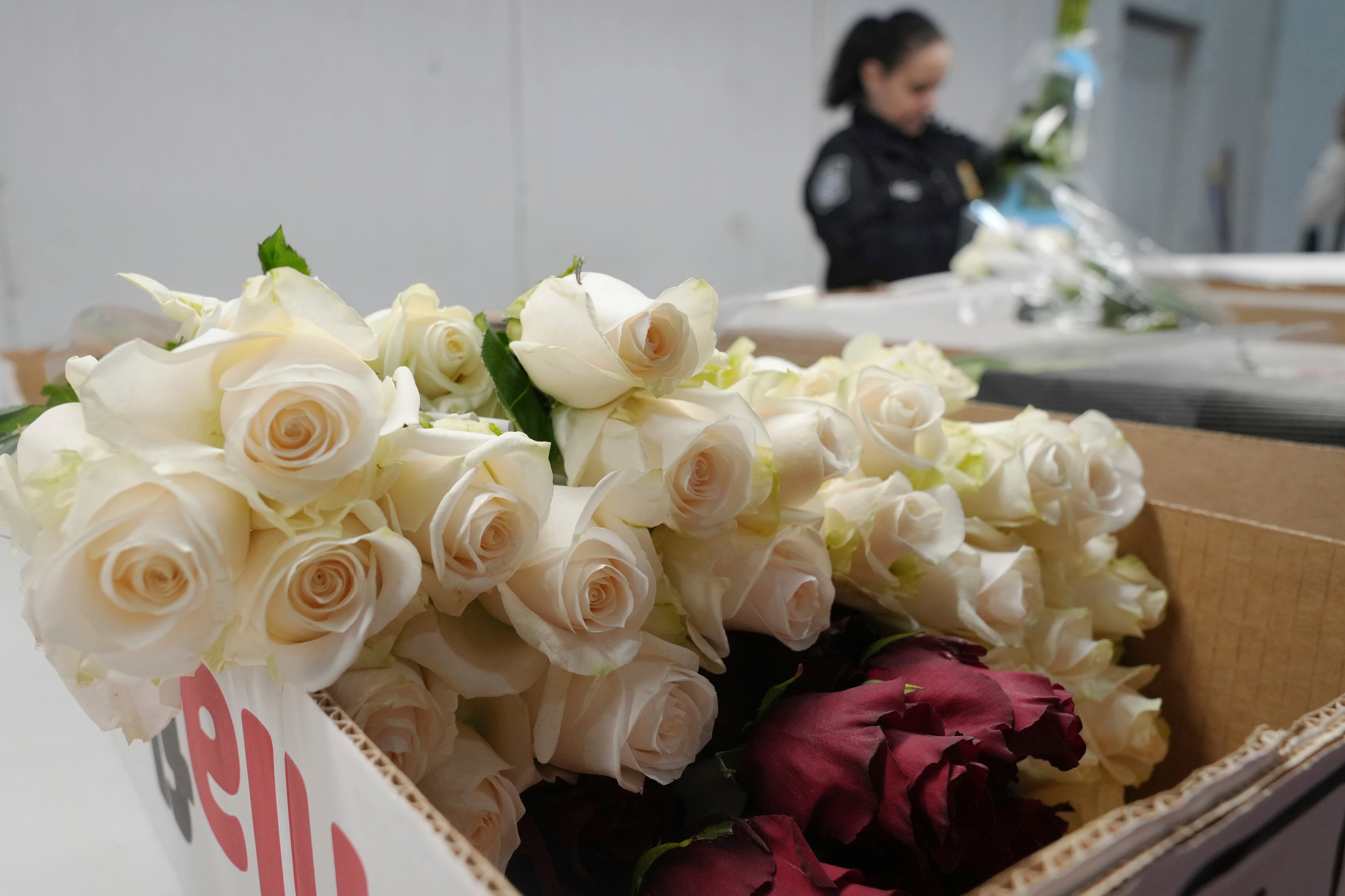 Las rosas del para el Día de San Valentín después de ser inspeccionadas por la especialista en agricultura de la Oficina de Aduanas y Protección Fronteriza de EEUU, Elaine Méndez, en el Aeropuerto Internacional de Miami, el viernes 7 de febrero de 2025. (AP Foto/Marta Lavandier)
