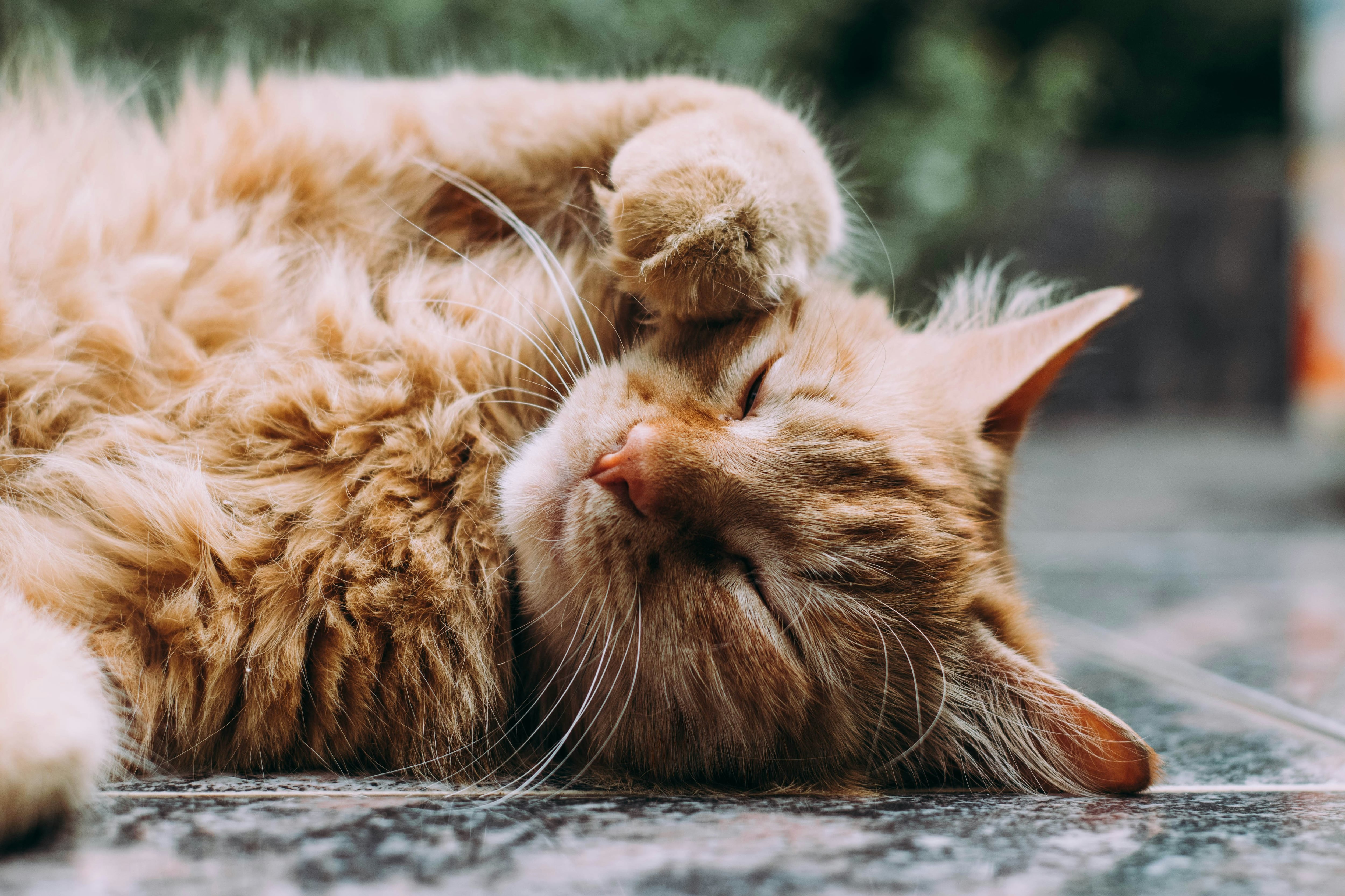 Los métodos que emplean los gatos para expresar su cariño