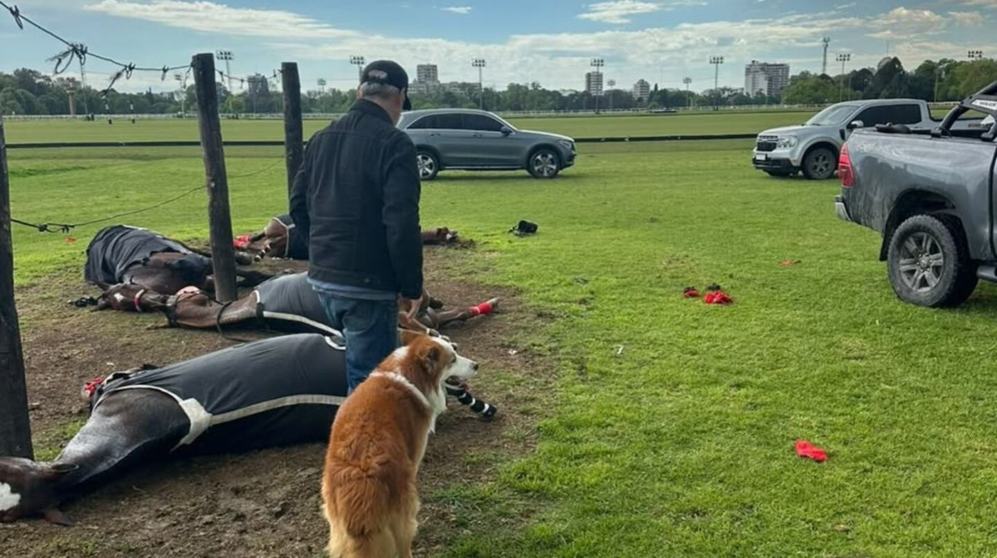 Las yeguas que murieron en San Isidro producto de la descarga eléctrica