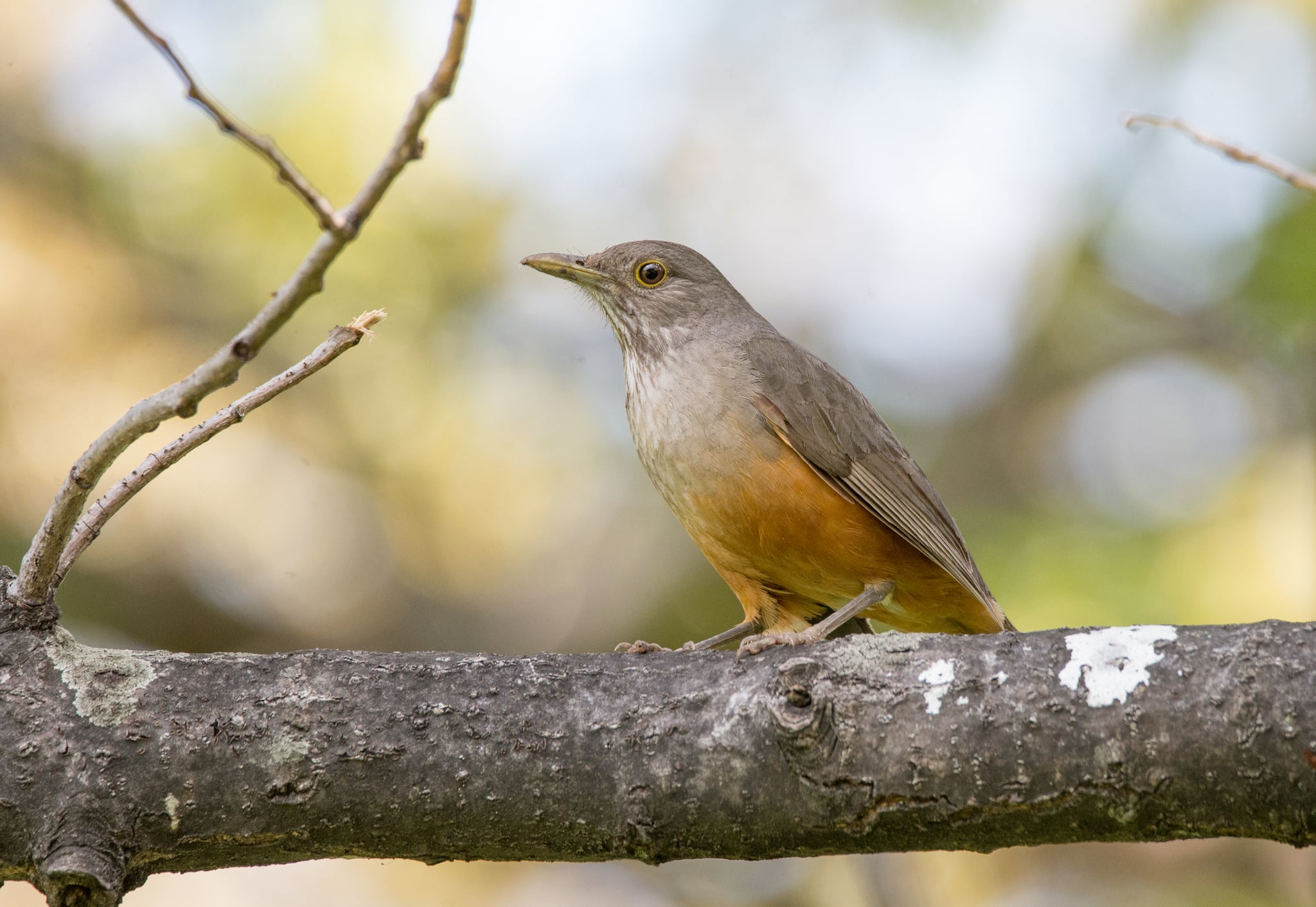 Qué significa escuchar zorzales cantar en el jardín durante agosto