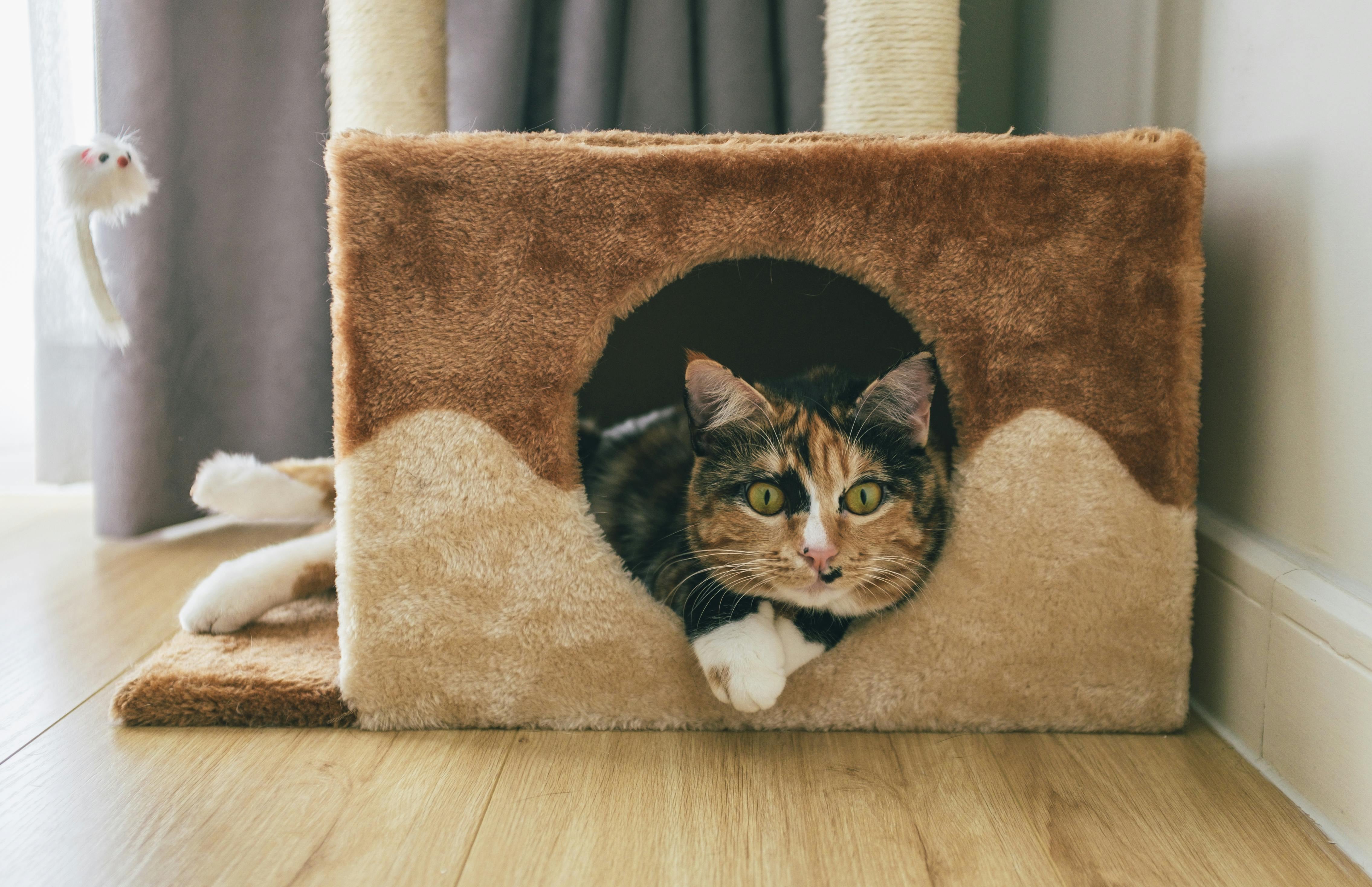 Qué sienten los gatos cuando su dueño no está en casa, según demostraron estudios veterinarios