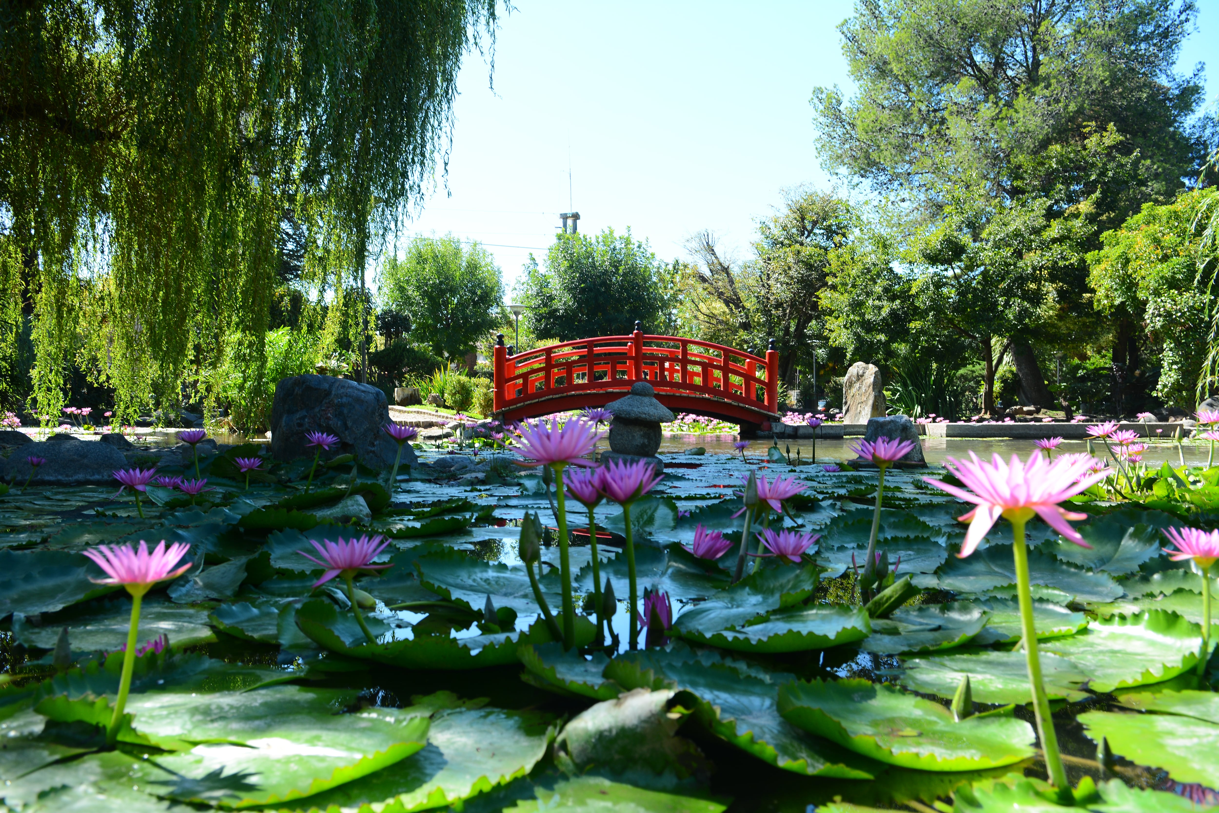 El paisajista japonés Yasuo Inomata - Paseo Inomata, Fiesta de la Flor y Jardín Japonés de Escobar