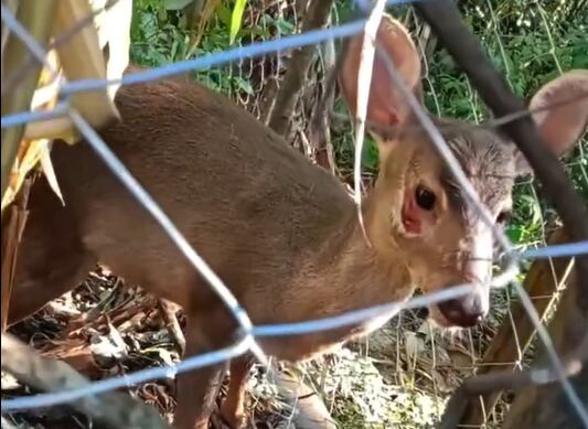 Rescataron un ciervo autóctono de Misiones que era perseguido por perros y lograron devolverlo a su hábitat natural