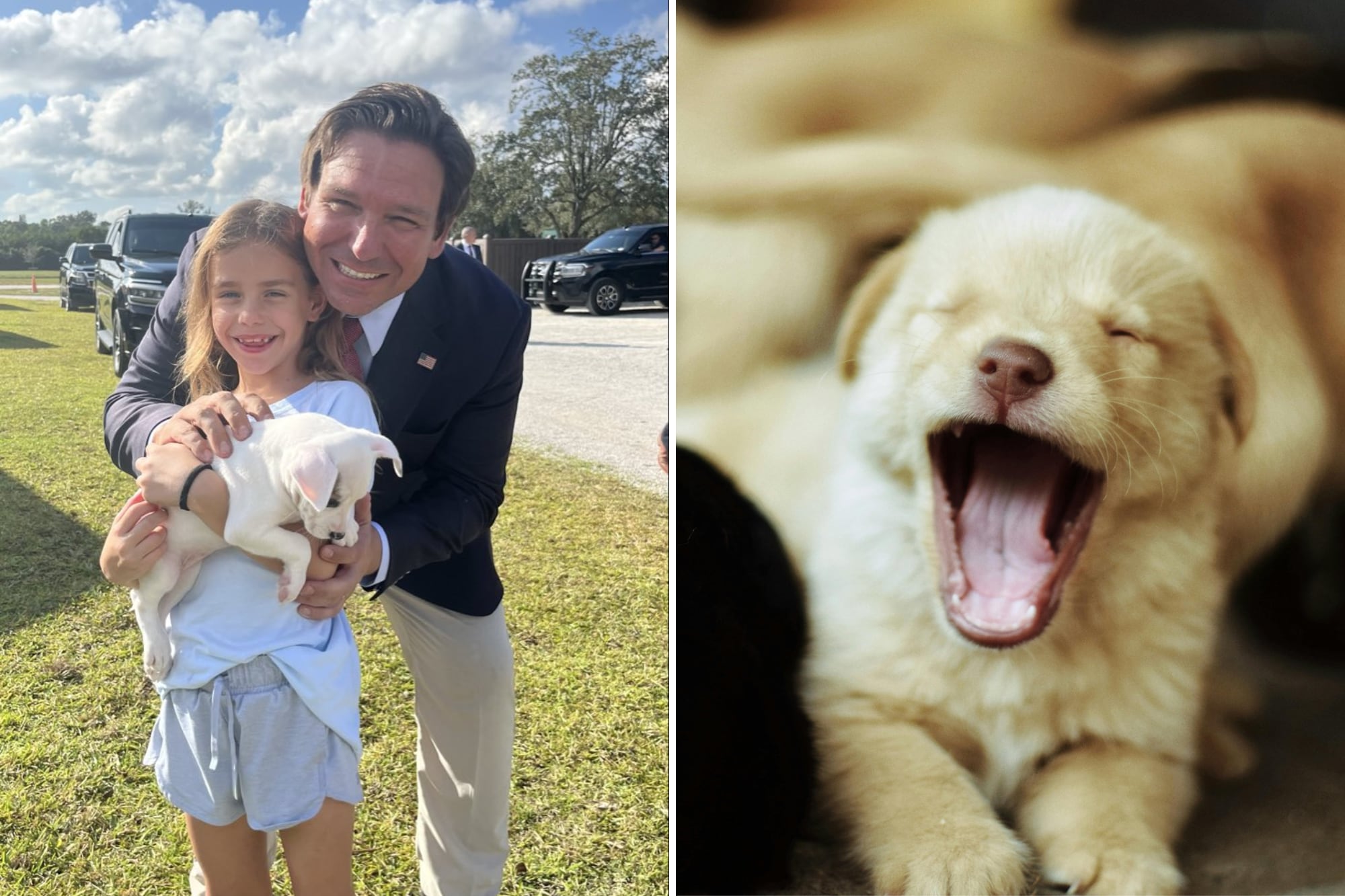 Nueva ley de Ron DeSantis: desde 2026 Florida tendrá una base de datos sobre dueños y mascotas