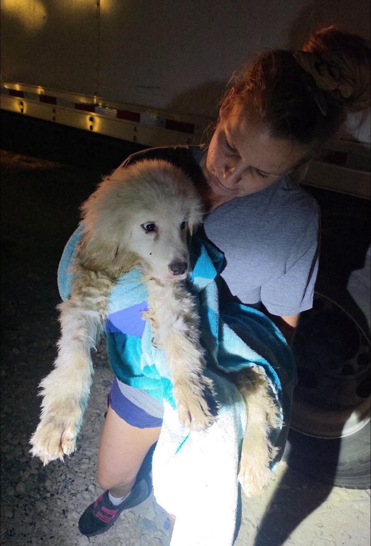 La cachorra fue rescatada de un estanque ubicado en un desguace de Texas (Foto: ThisIsHouston)
