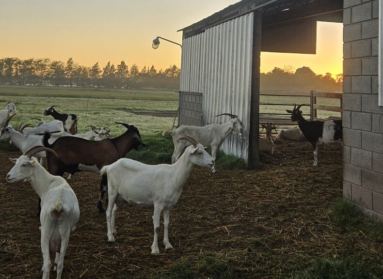 De Rincquesen, desde su chacra en Mercedes, elabora una amplia variedad de quesos de cabra que reflejan la tradición francesa y el trabajo artesanal que la caracteriza