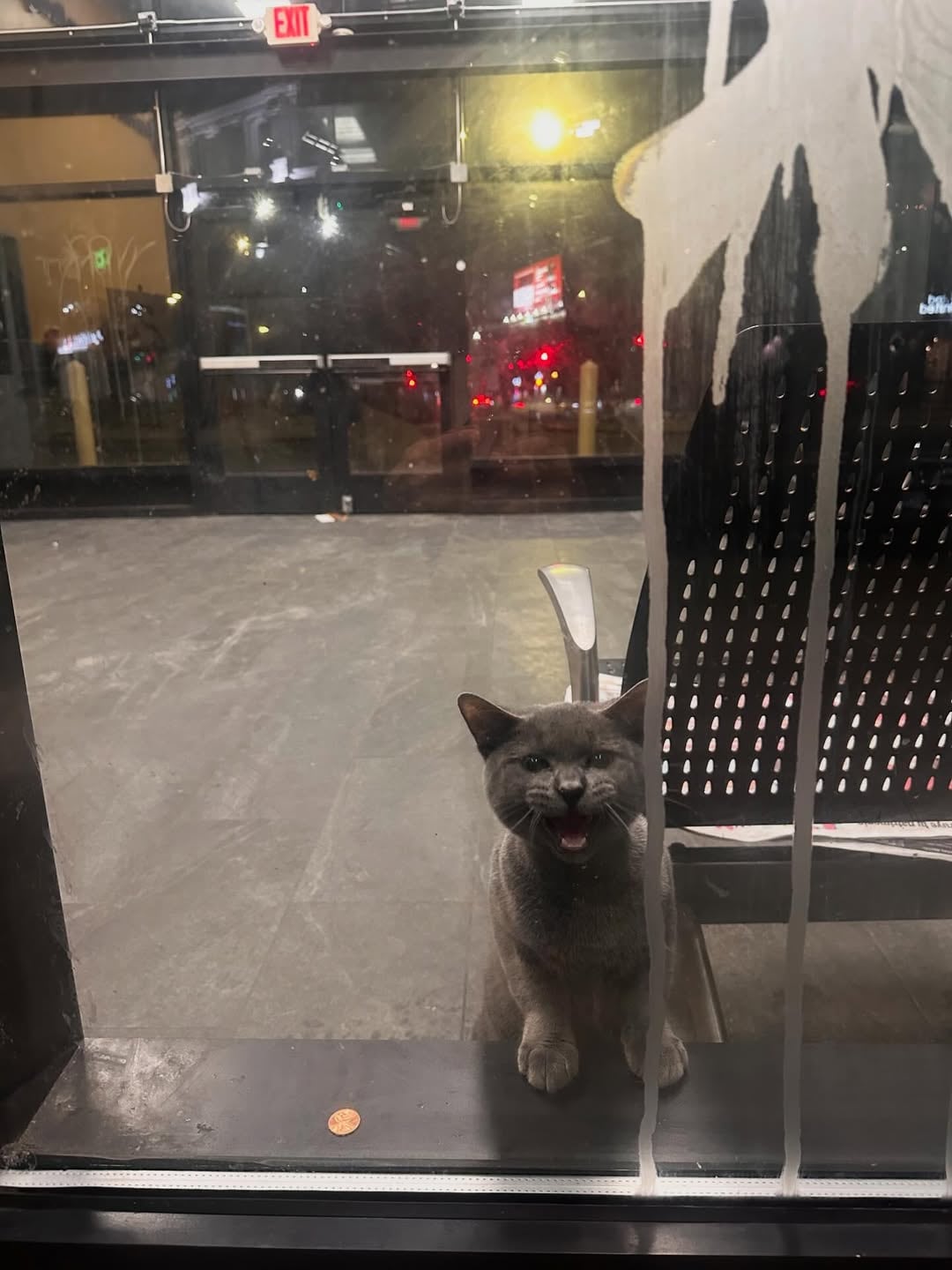 Maullaba y caminaba de un lado a otro.