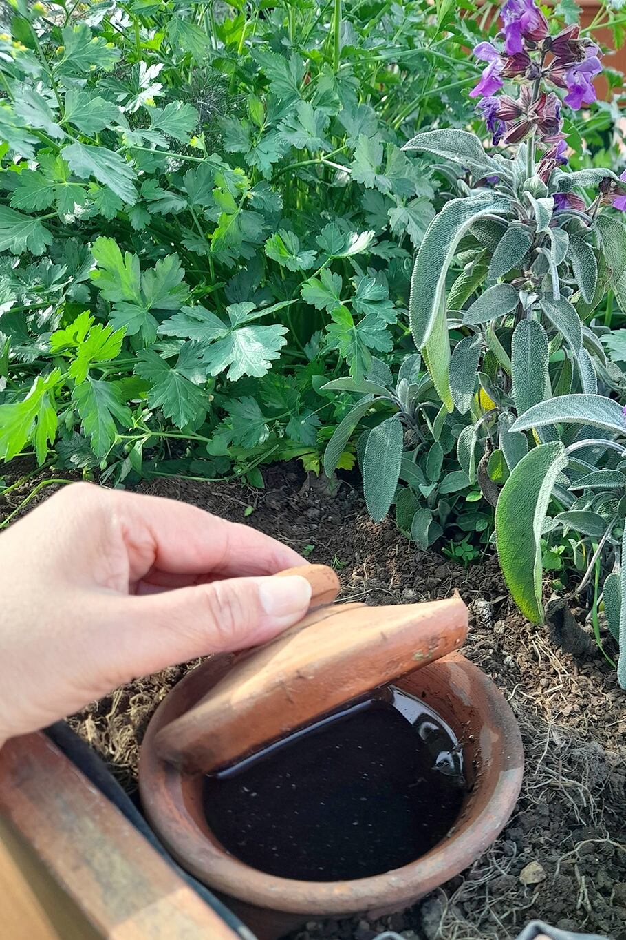 Las ollas trabajan solas, manteniendo el equilibrio de humedad necesario para las plantas