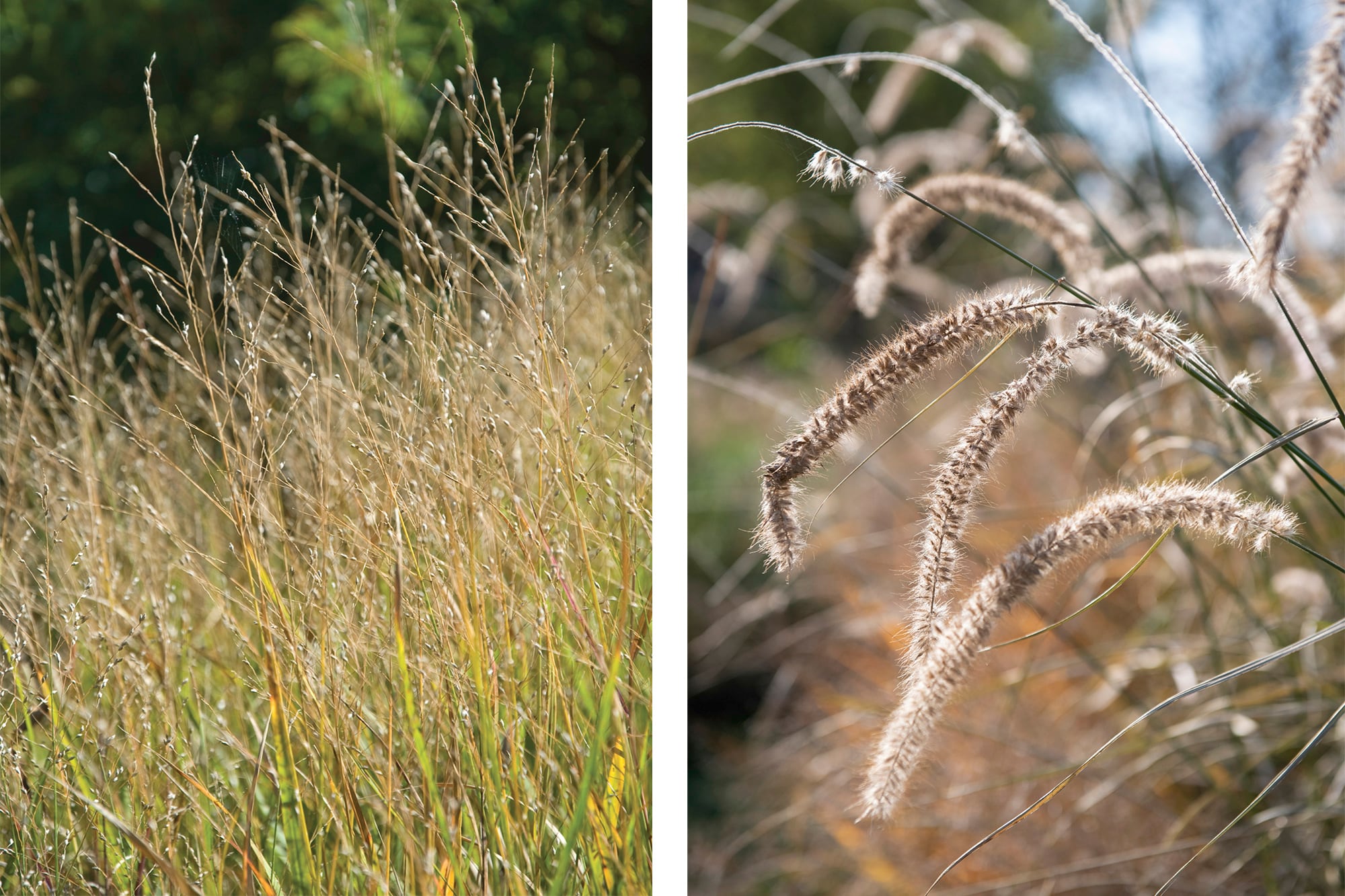 Las espigas de Panicum y Pennisetum capturan la luz baja de la tarde y parecen iluminar el jardín con cada movimiento del viento